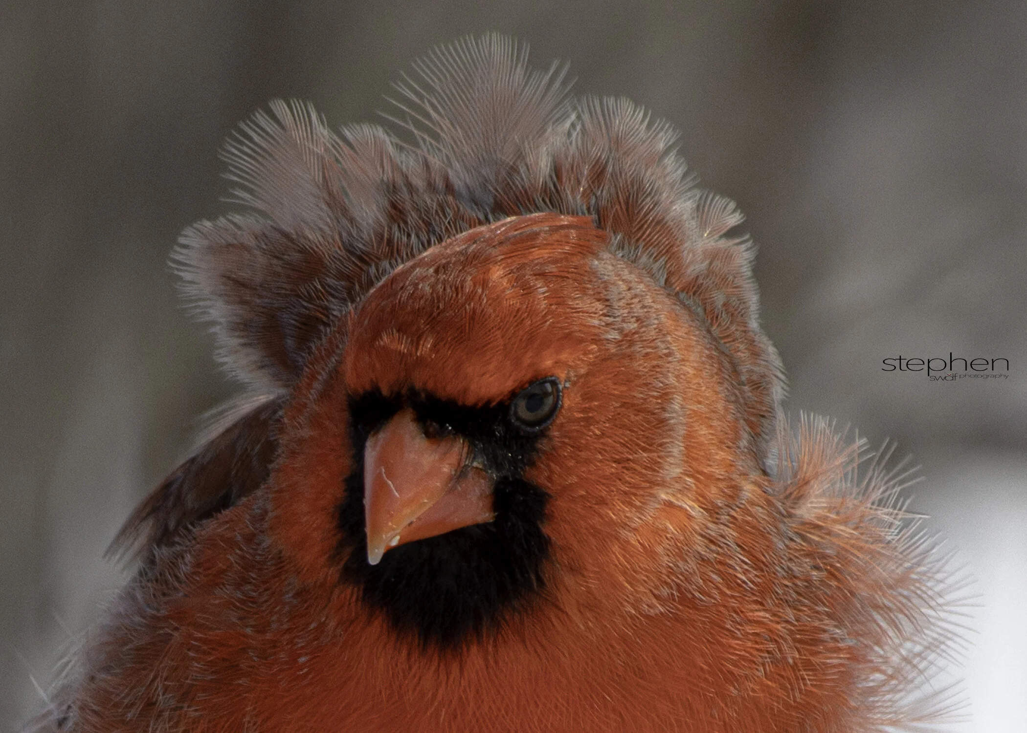 Benjamin Cardinal Face - Sheldons Marsh.jpeg