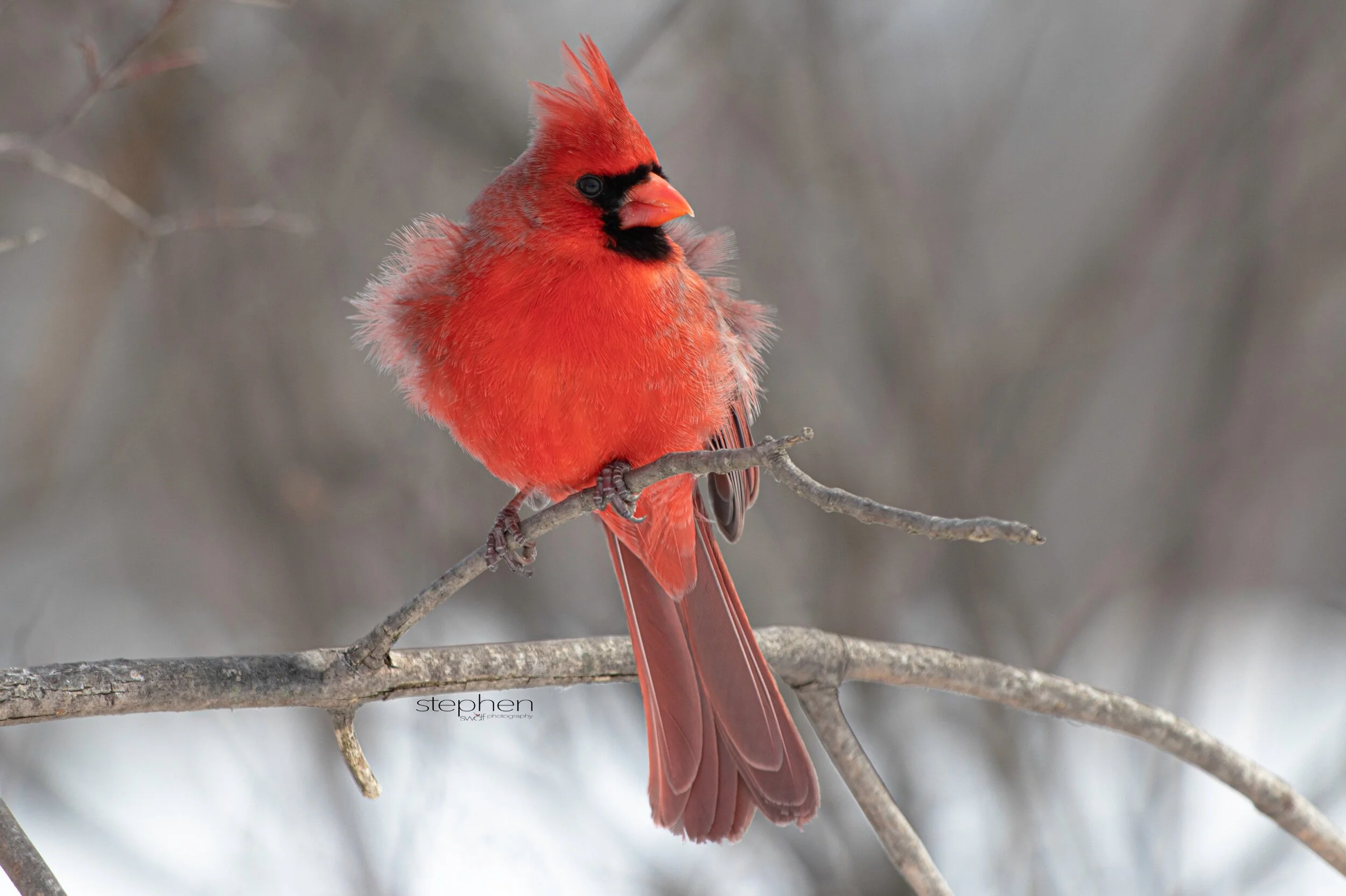 Benjamin Cardinal3 - Sheldons Marsh.jpeg