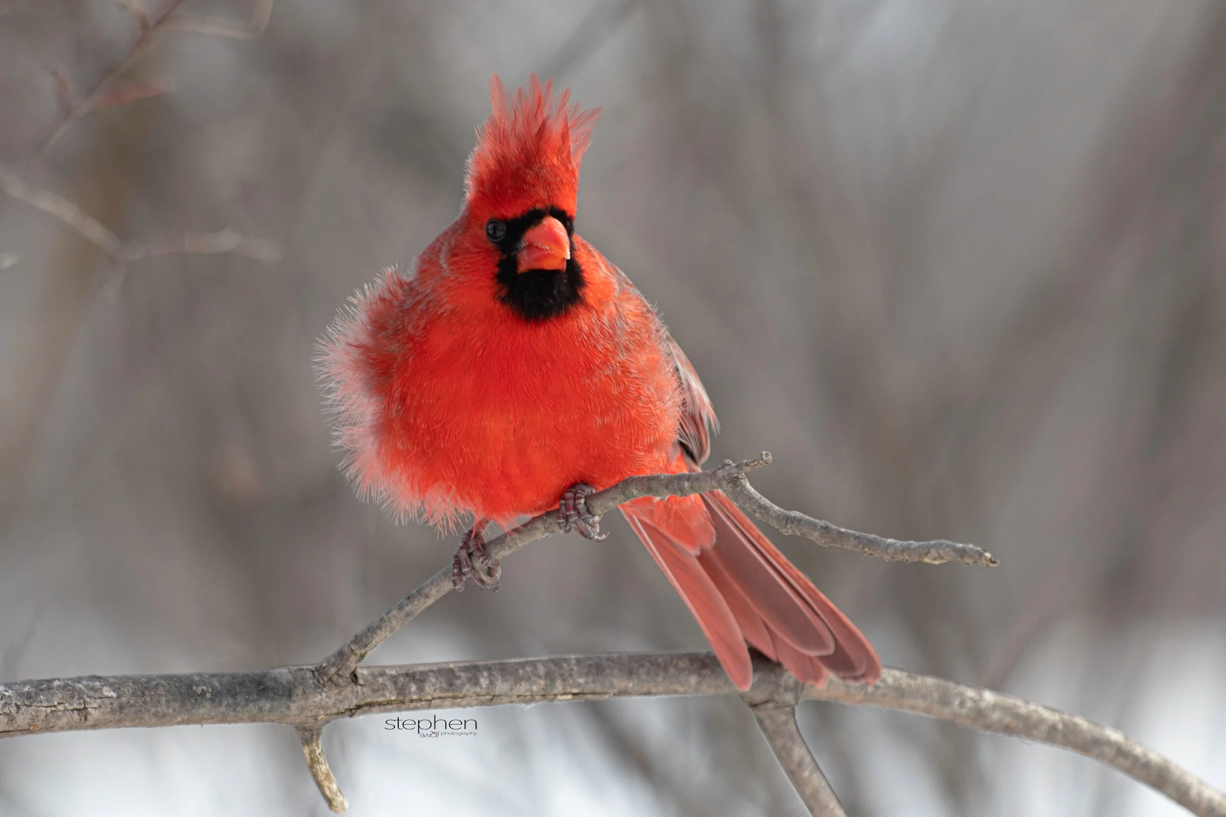 Benjamin Cardinal - Sheldons Marsh.jpeg