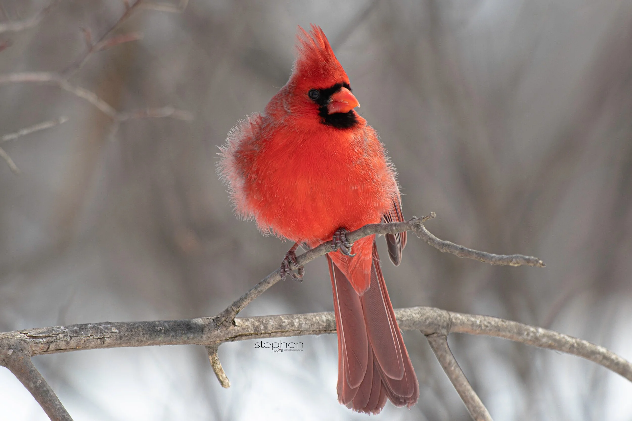 Benjamin Cardinal6 - Sheldons Marsh.jpeg