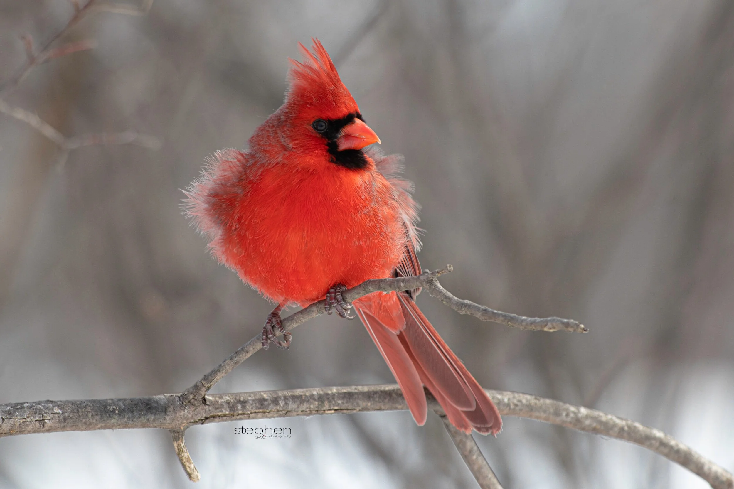 Benjamin Cardinal2 - Sheldons Marsh.jpeg