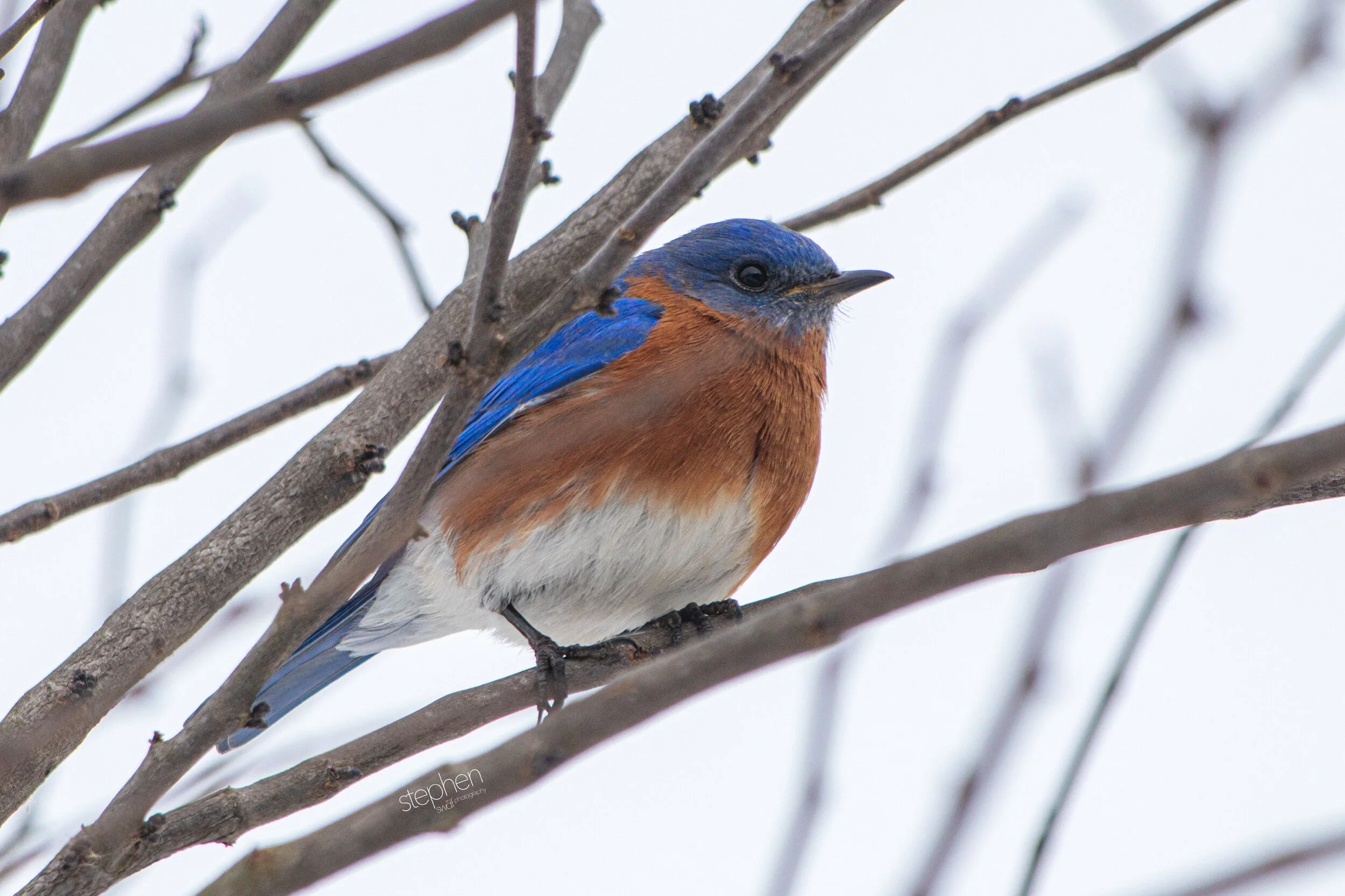 Bluebird2 - Sandy Ridge.jpeg