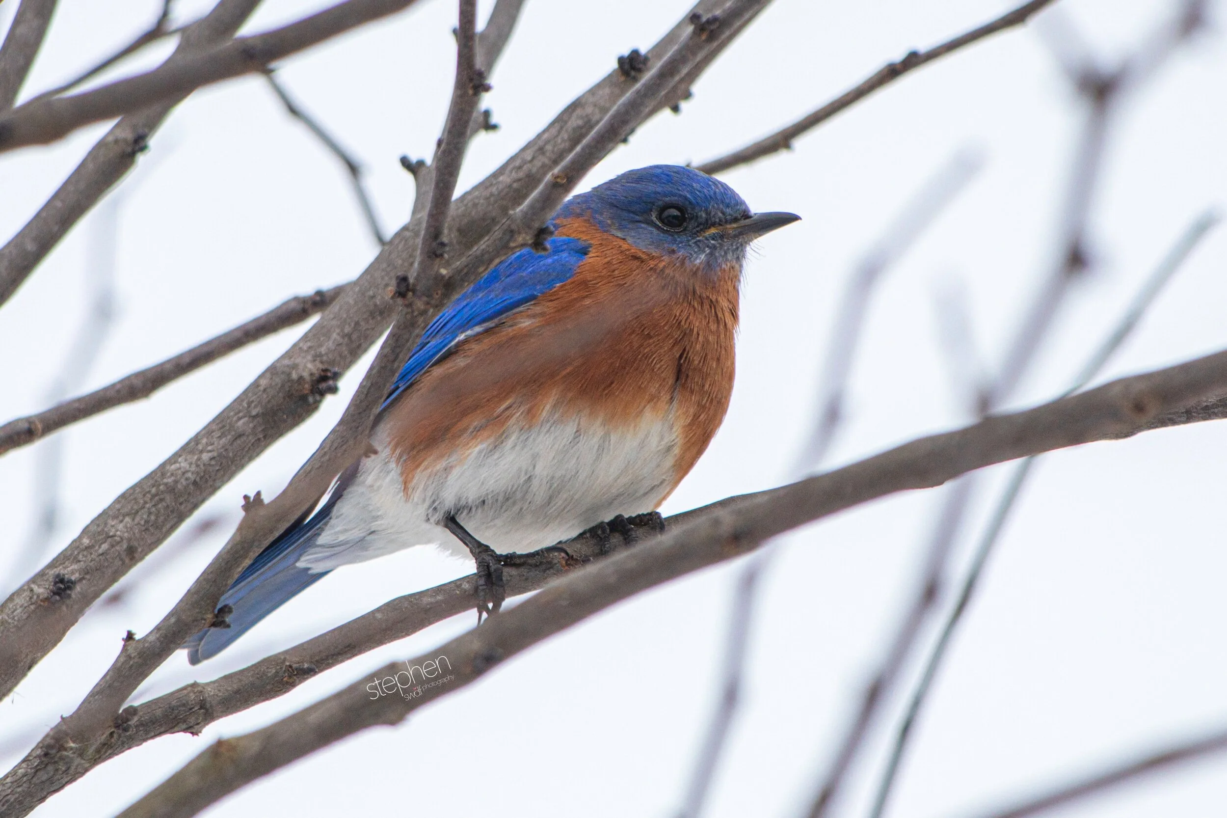 Bluebird3 - Sandy Ridge.jpeg