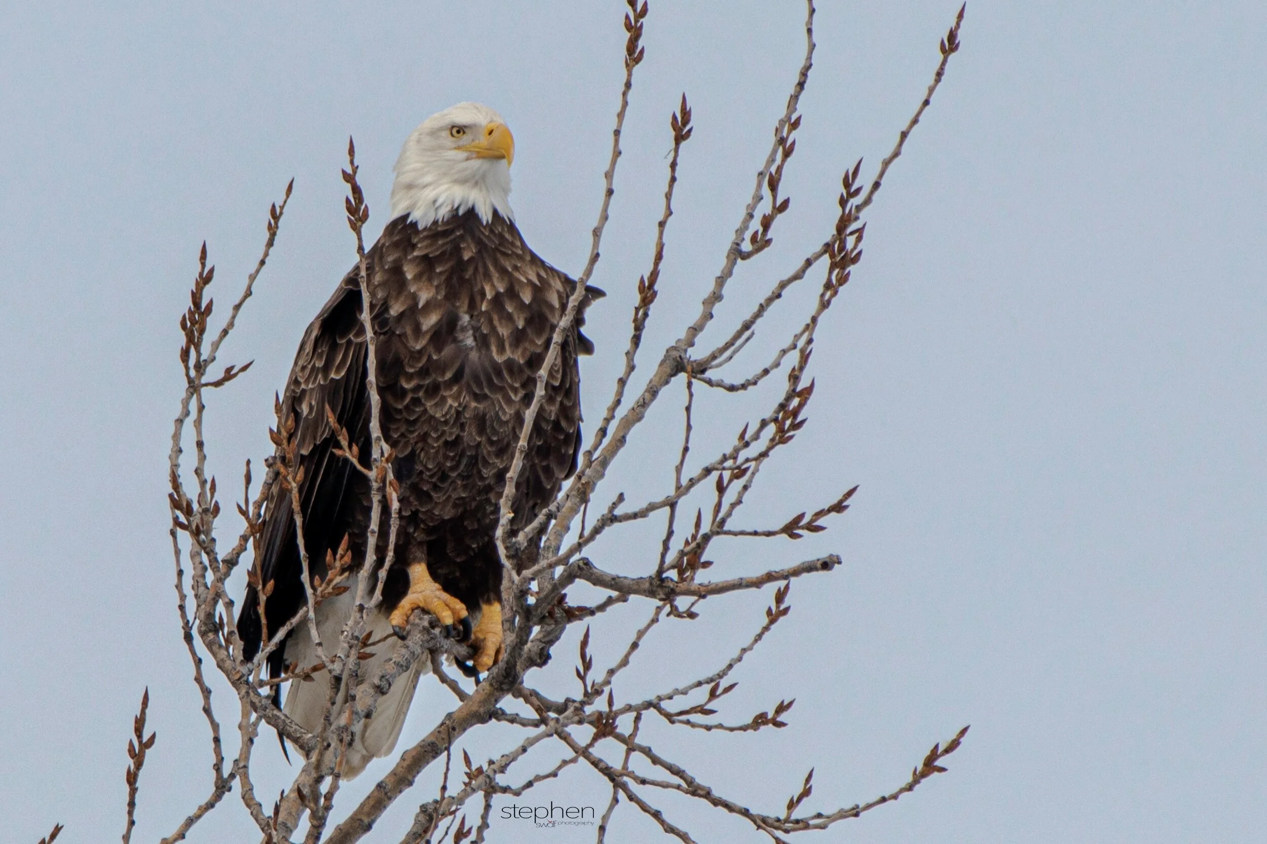 Bald Eagle3 - Sandusky Bay.jpeg