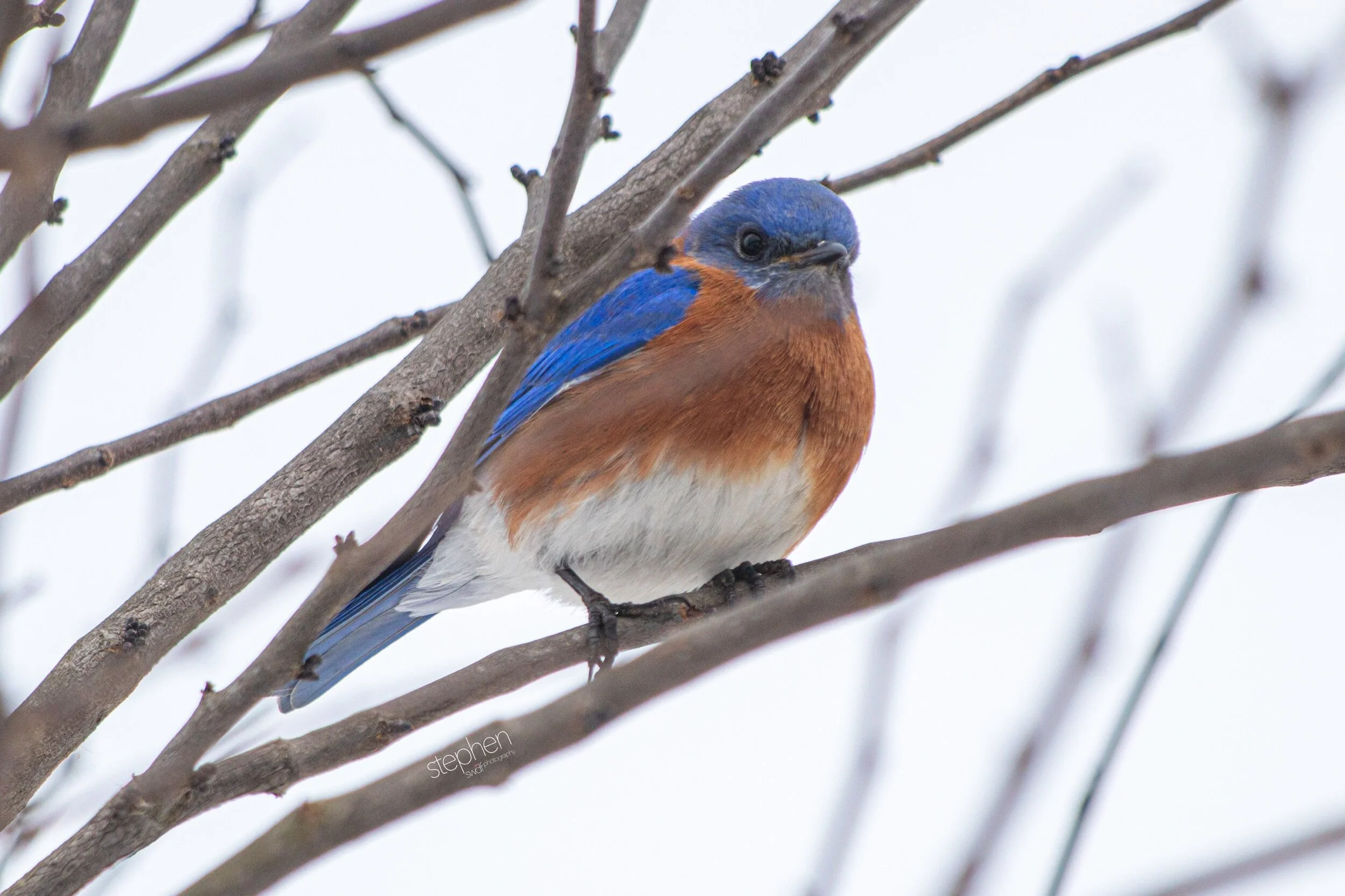 Bluebird4 - Sandy Ridge.jpeg