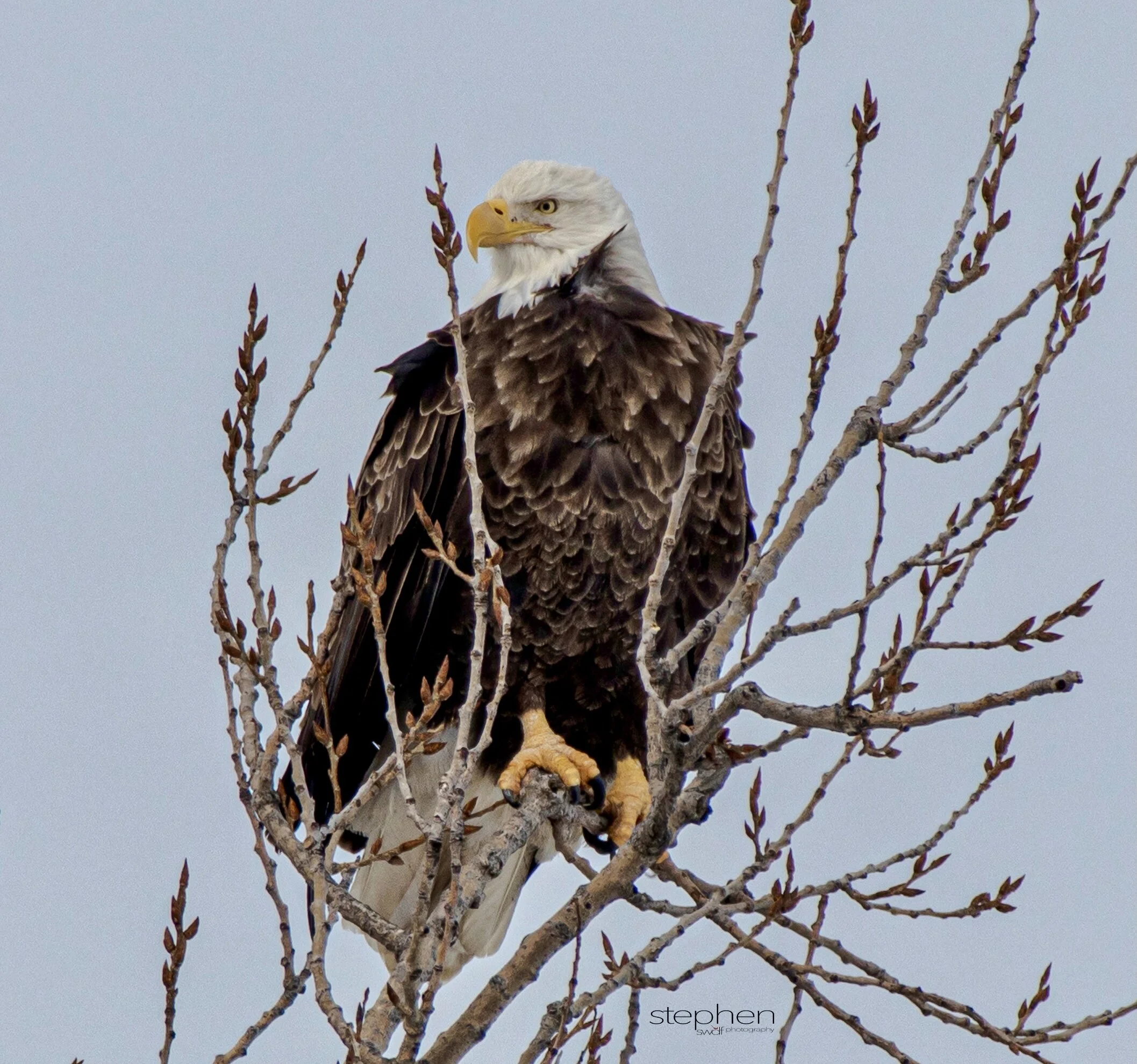 Bald Eagle - Sandusky Bay.jpeg