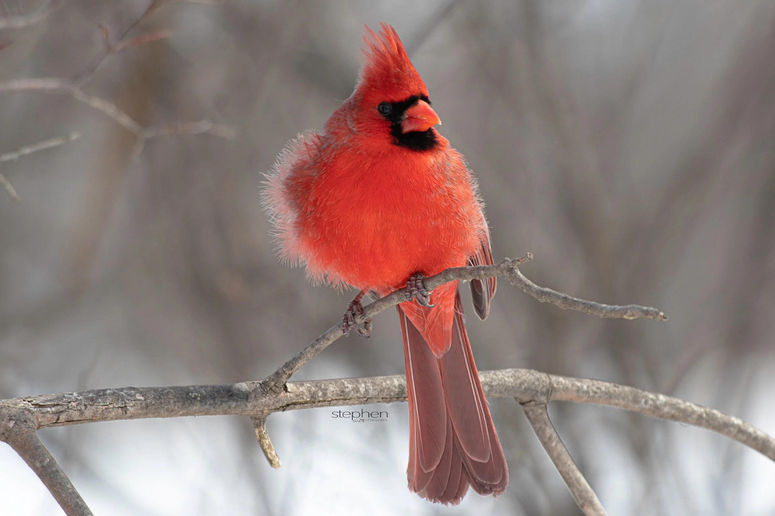 Benjamin Cardinal7 - Sheldons Marsh.jpeg