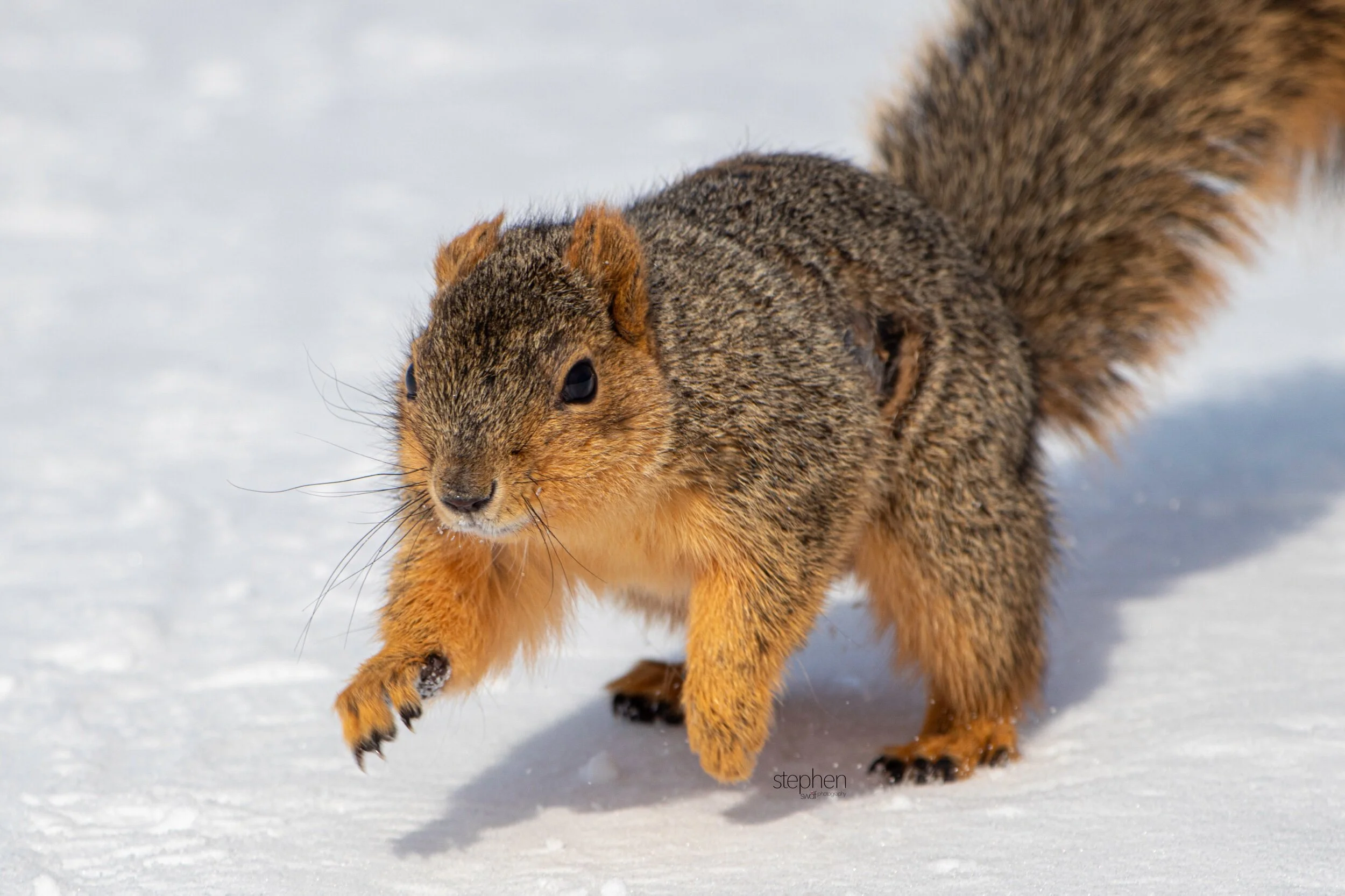 Snowy Fox Squirrel - Sheldons Marsh.jpeg