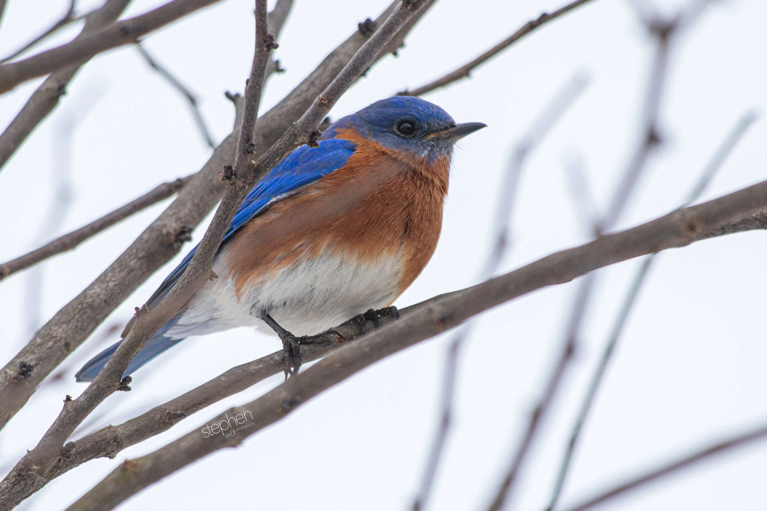 Bluebird - Sandy Ridge.jpeg