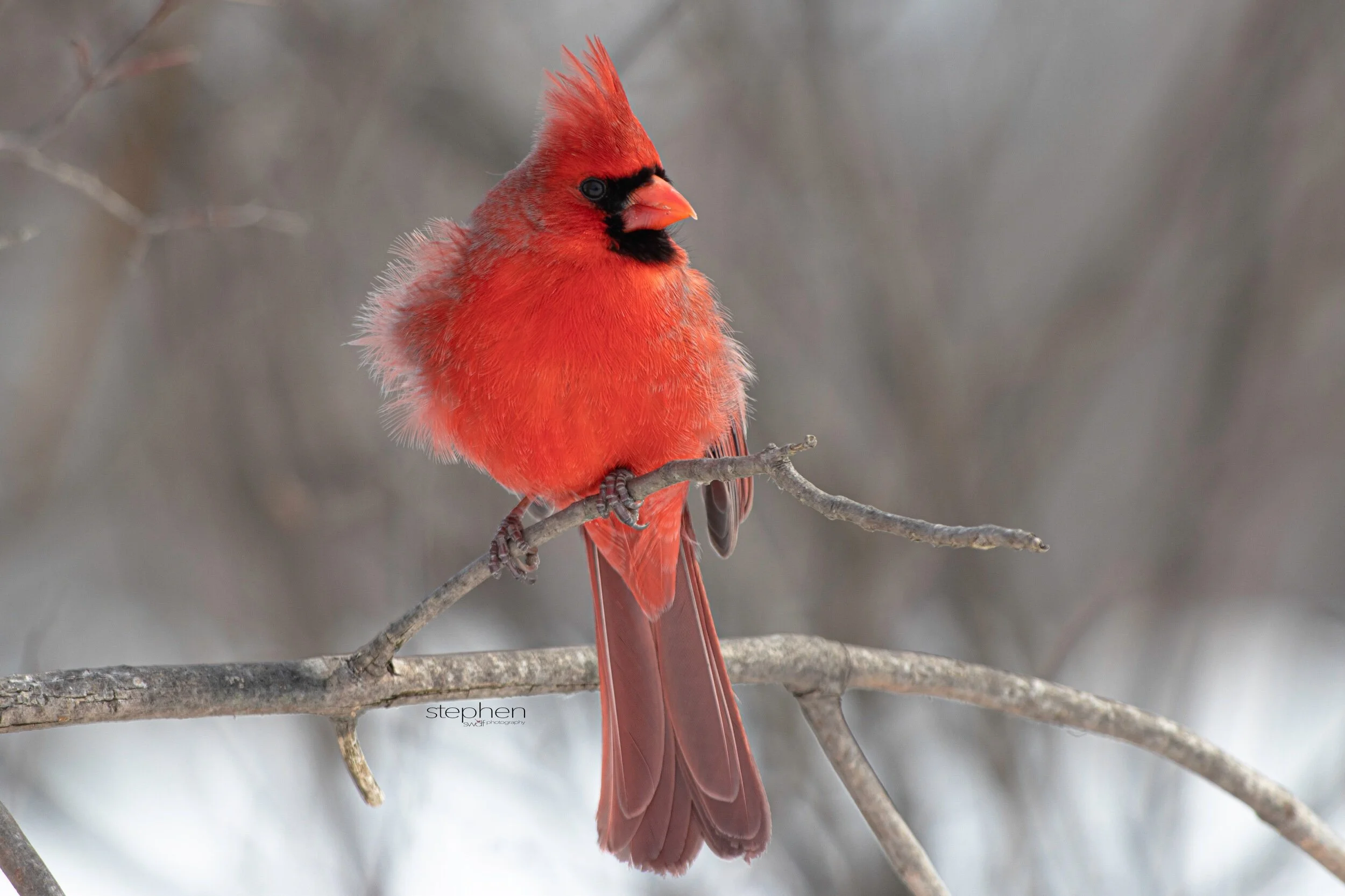 Benjamin Cardinal5 - Sheldons Marsh.jpeg