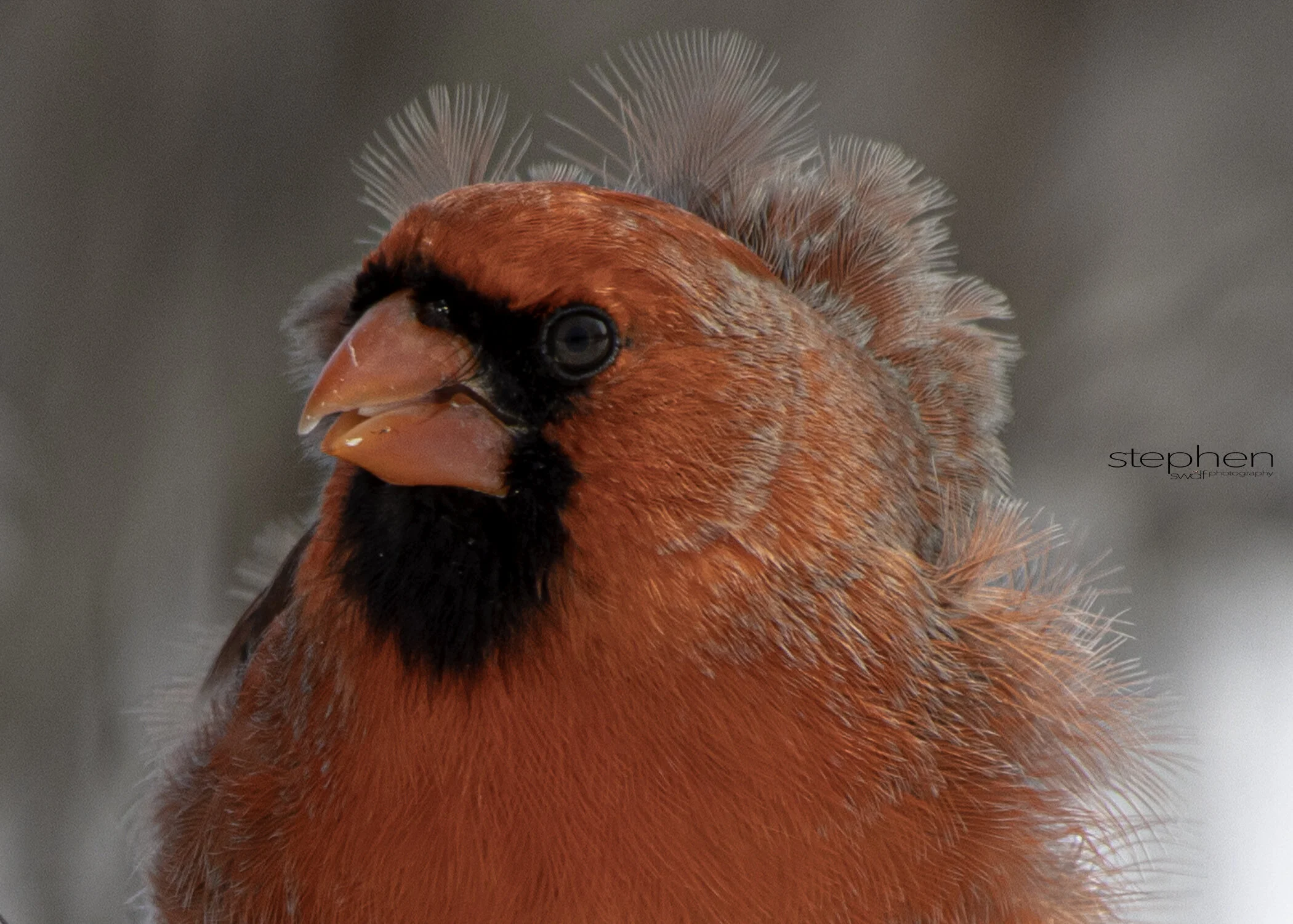 Benjamin Cardinal Face2 - Sheldons Marsh.jpeg