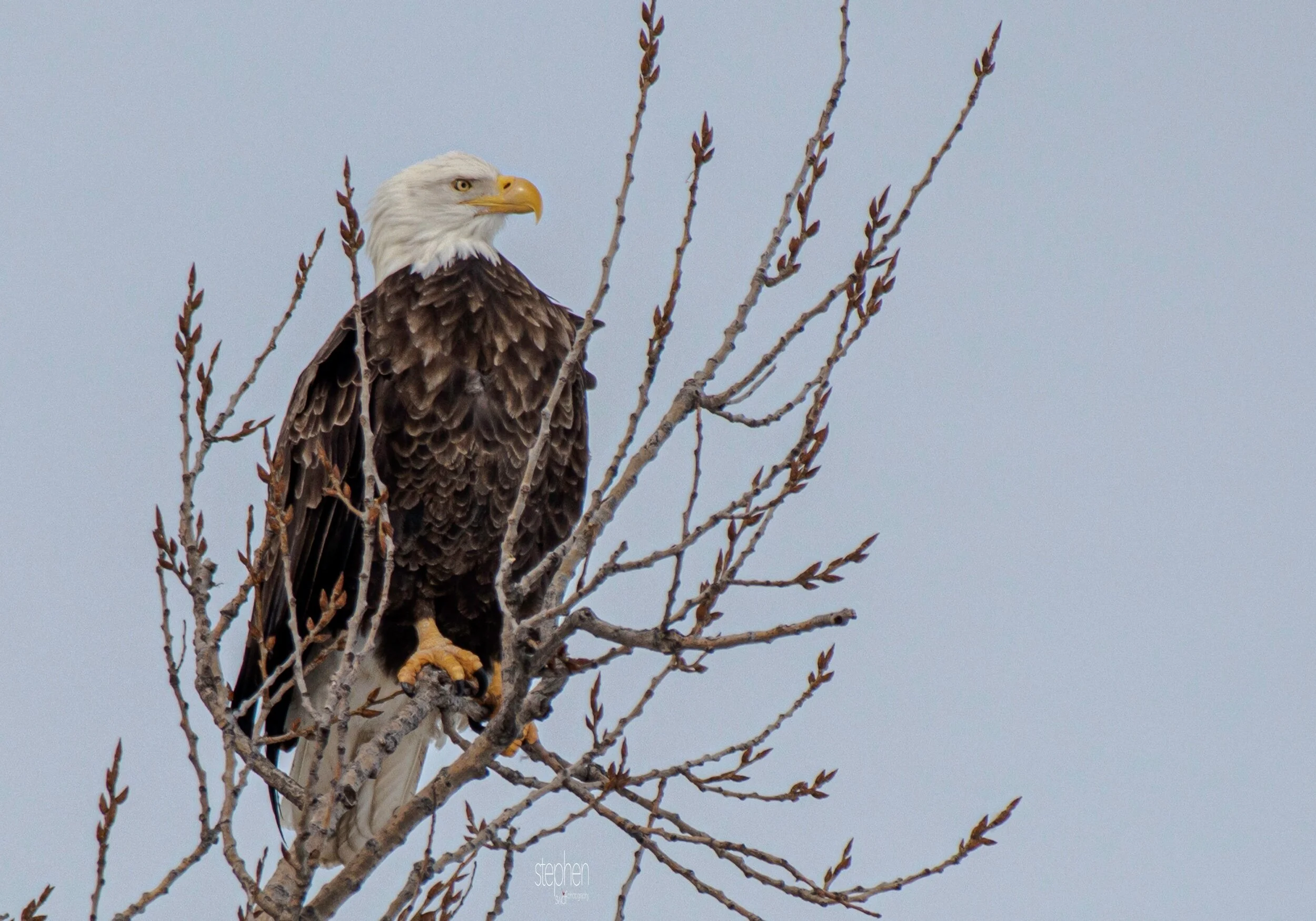 Bald Eagle5 - Sandusky Bay.jpeg