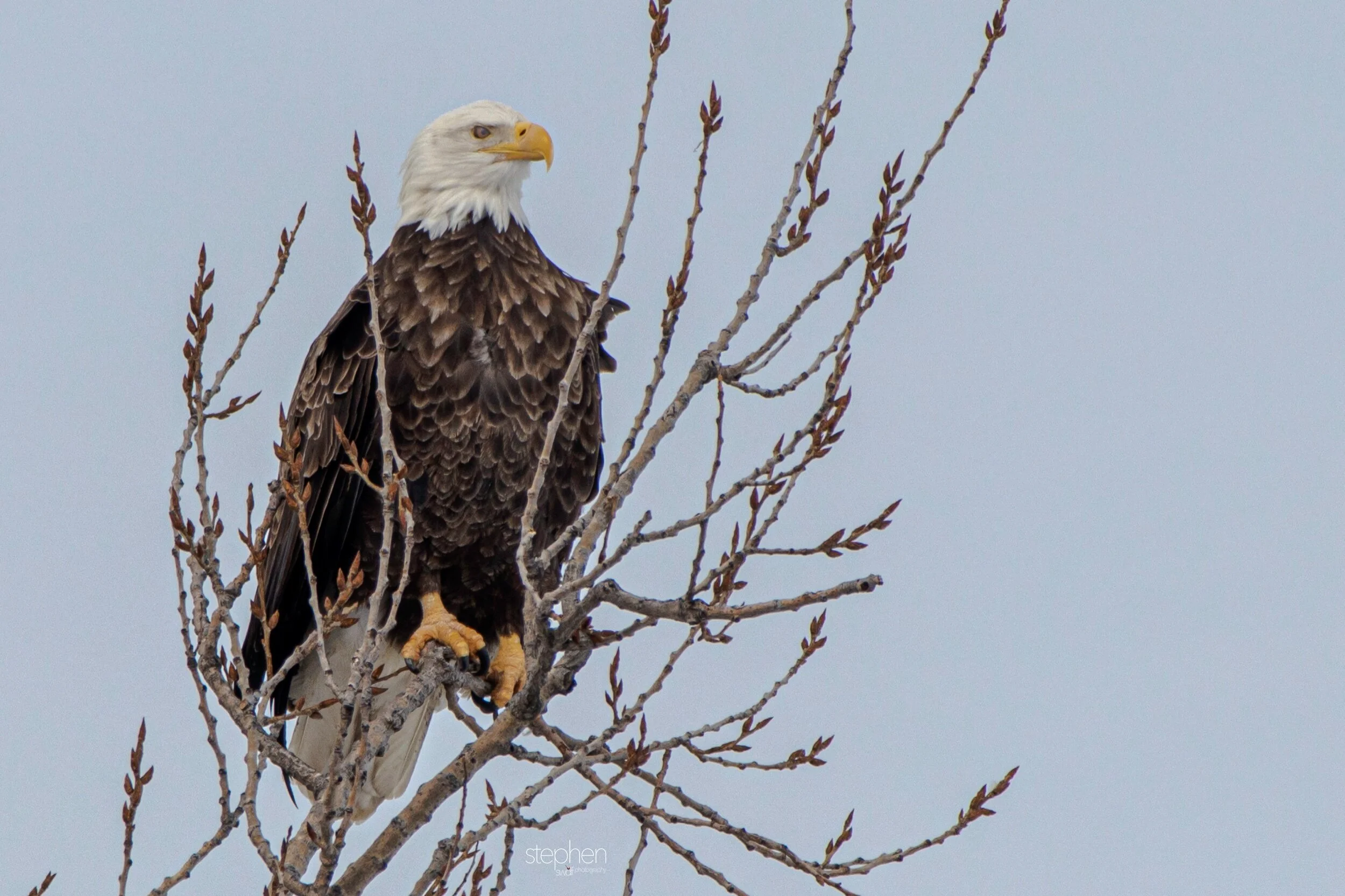 Bald Eagle4 - Sandusky Bay.jpeg
