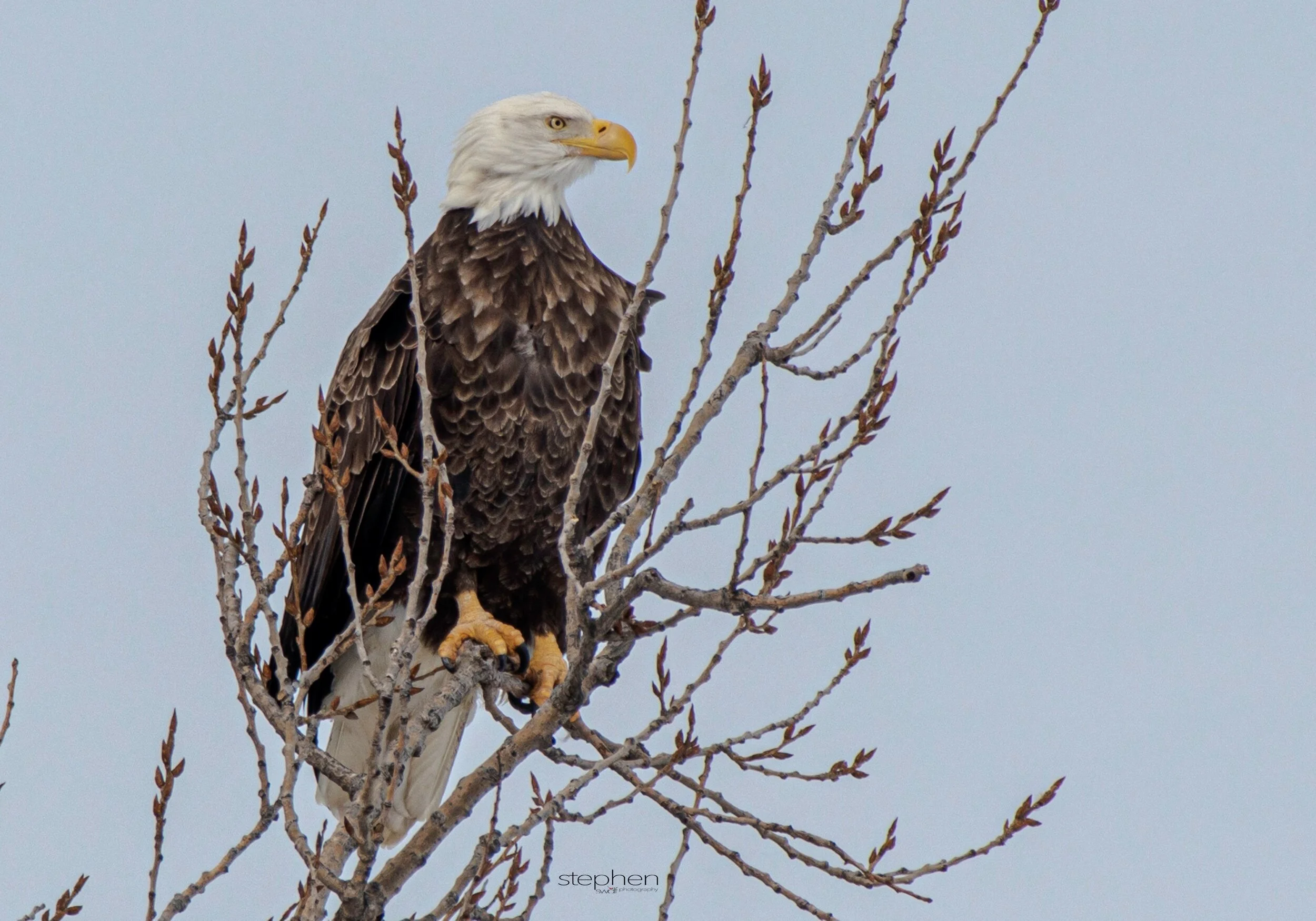 Bald Eagle2 - Sandusky Bay.jpeg