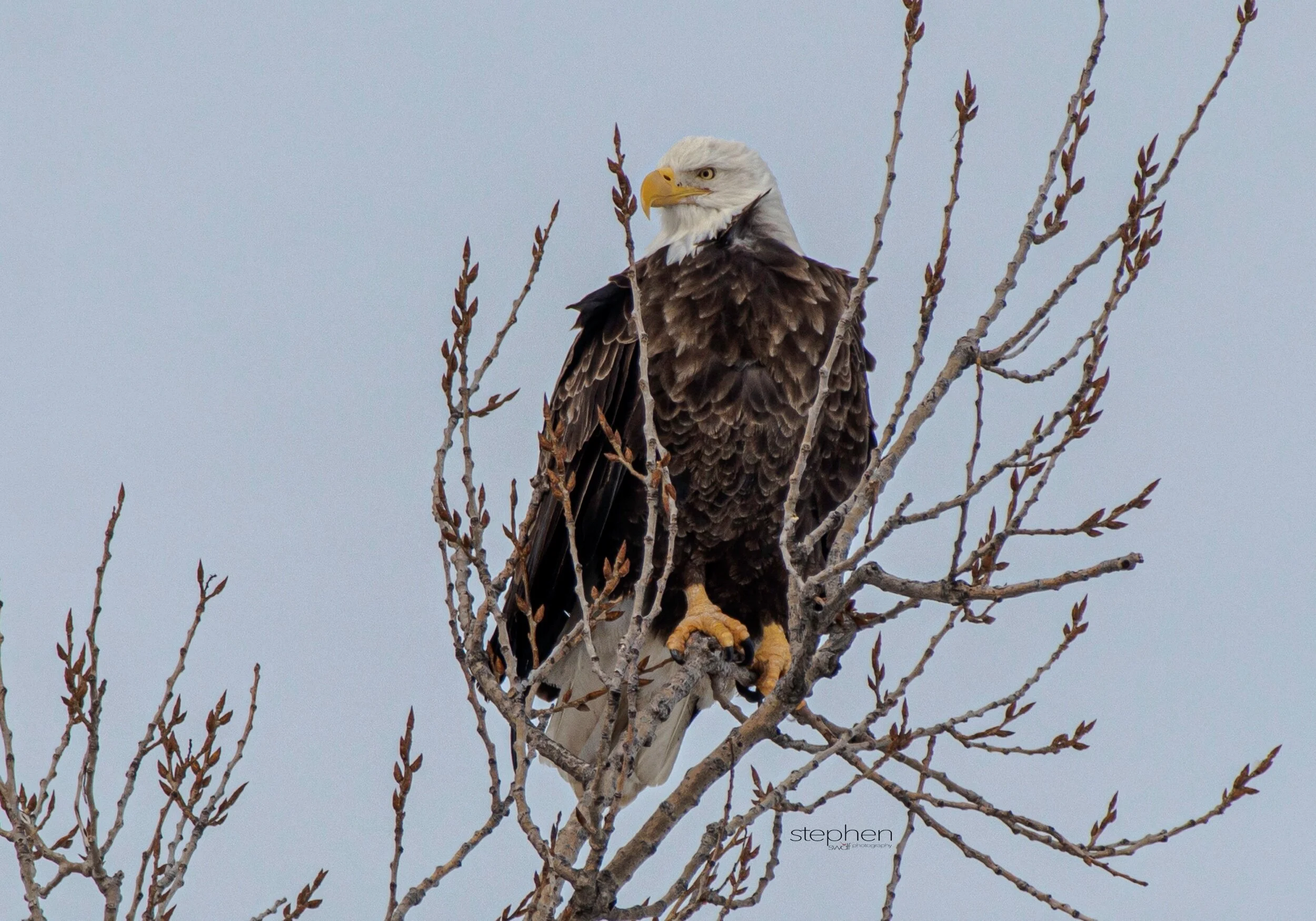 Bald Eagle - Sandusky Bay.jpeg