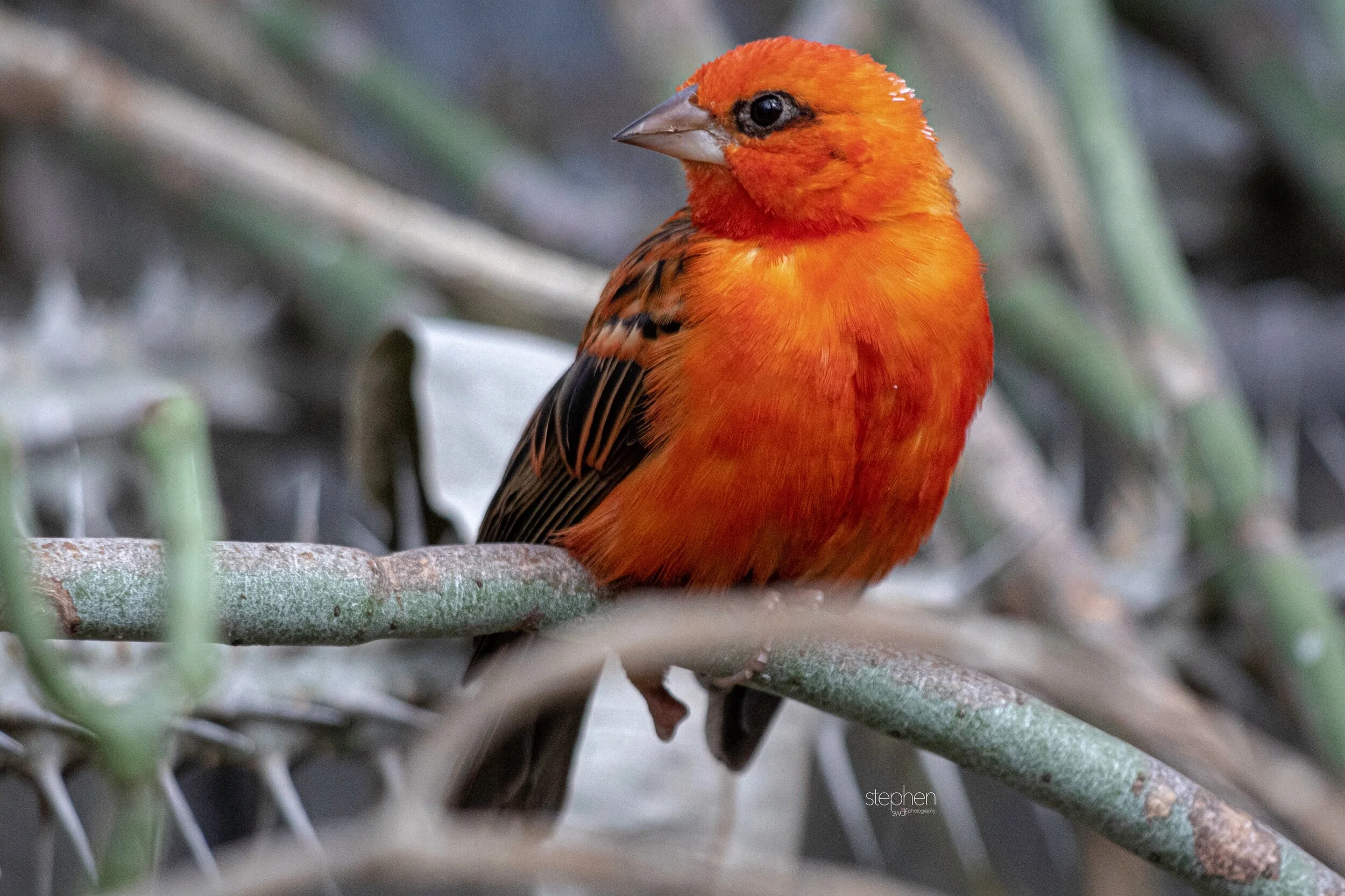 Red Fody2 - Cleveland Botanical Garden.jpeg