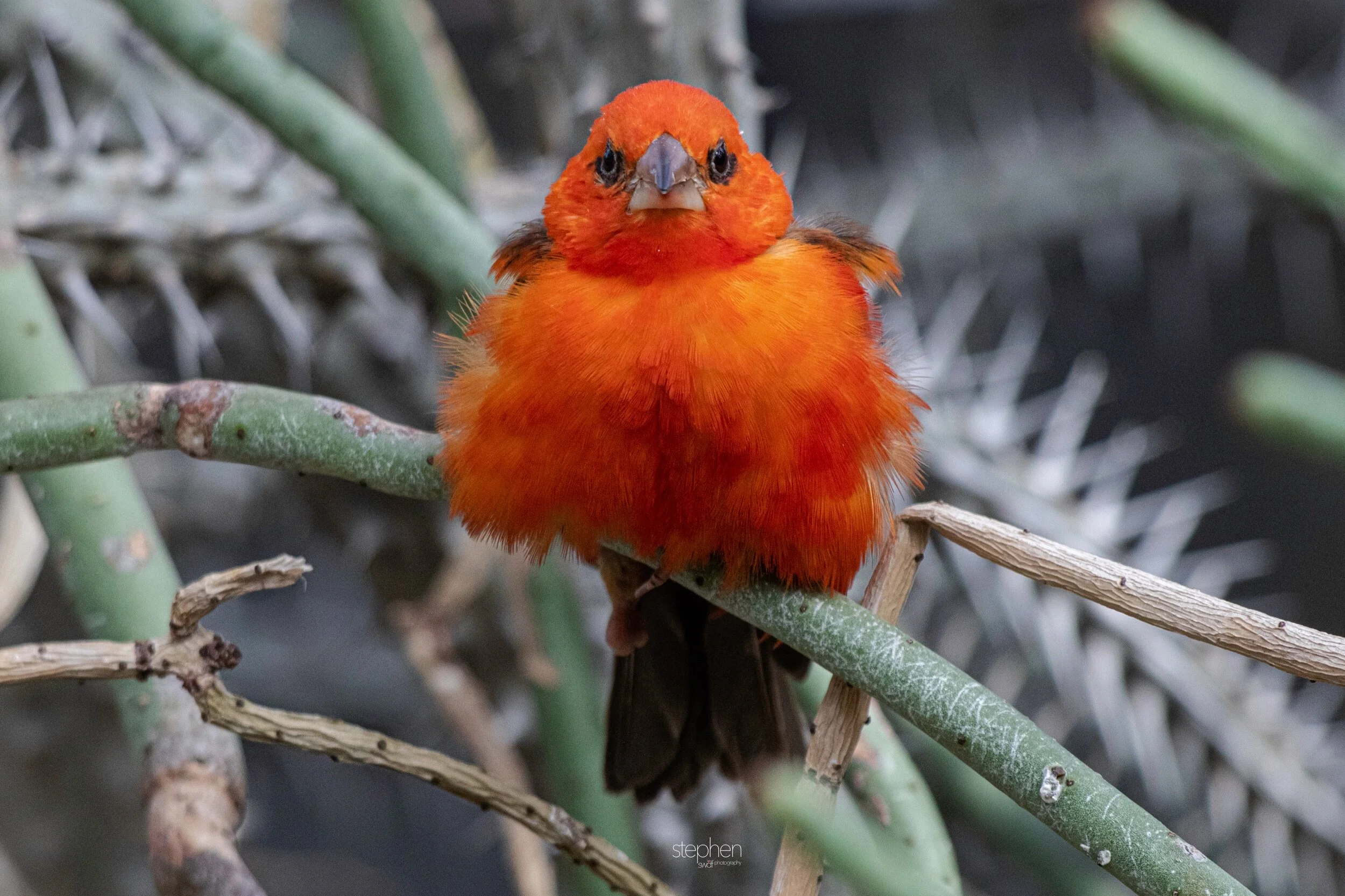 Red Fody3 - Cleveland Botanical Garden.jpeg