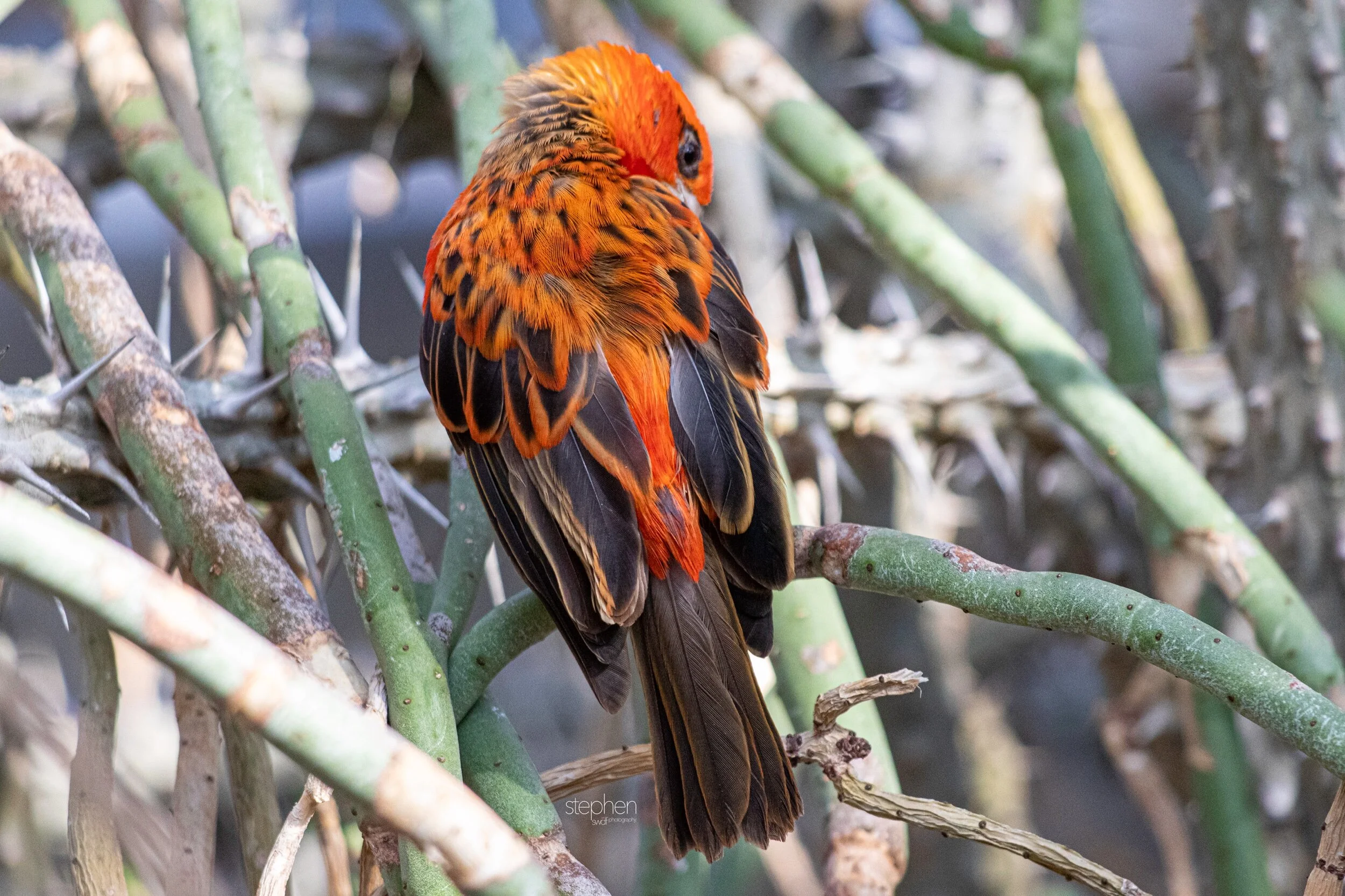 Red Fody - Cleveland Botanical Garden.jpeg
