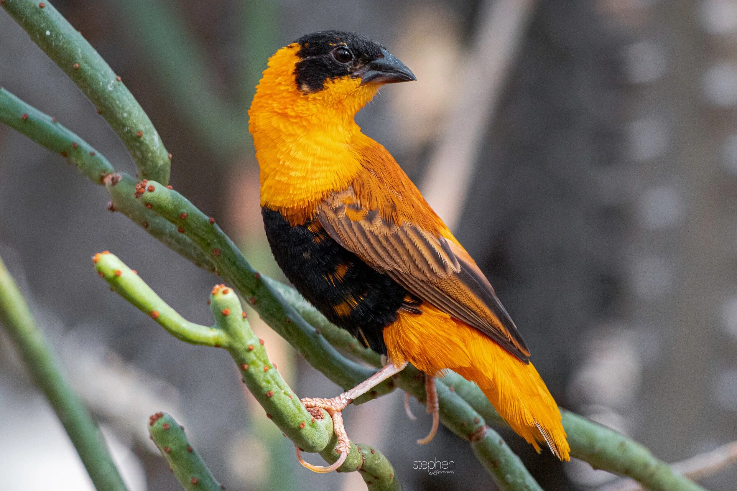 Northern Red Bishop - Cleveland Botanical Garden.jpeg