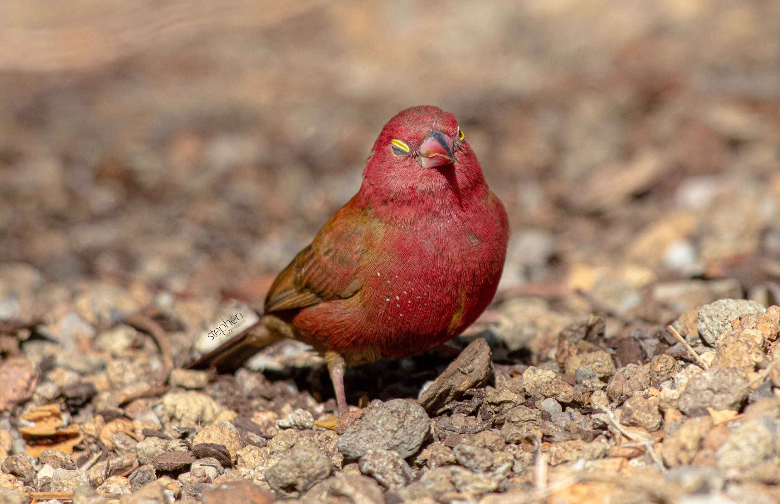 Red-billed Firefinch5 - Cleveland Botanical Garden.jpeg