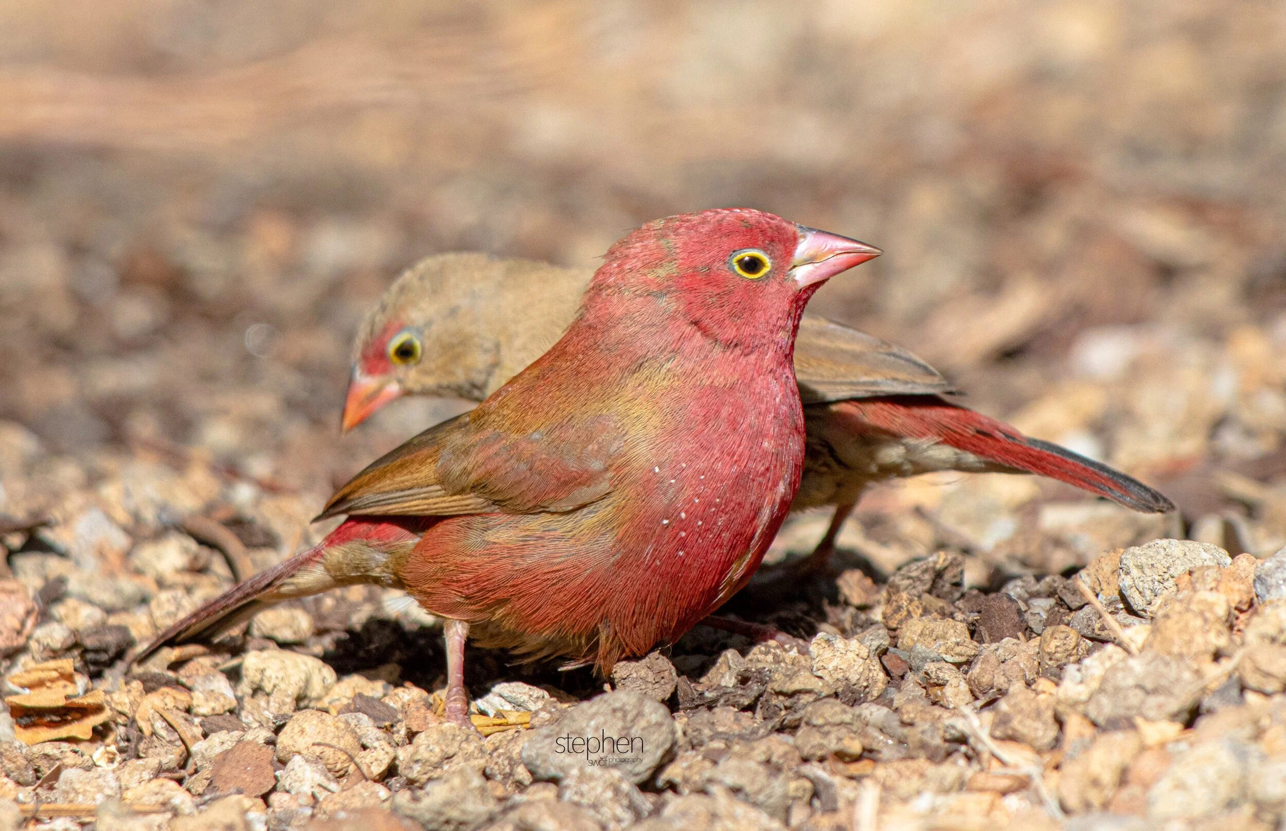 Red-billed Firefinch7 - Cleveland Botanical Garden.jpeg