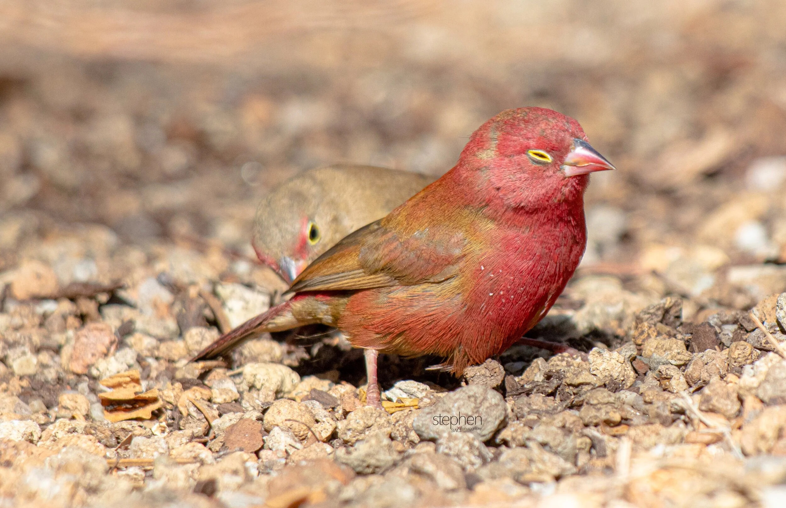 Red-billed Firefinch9 - Cleveland Botanical Garden.jpeg