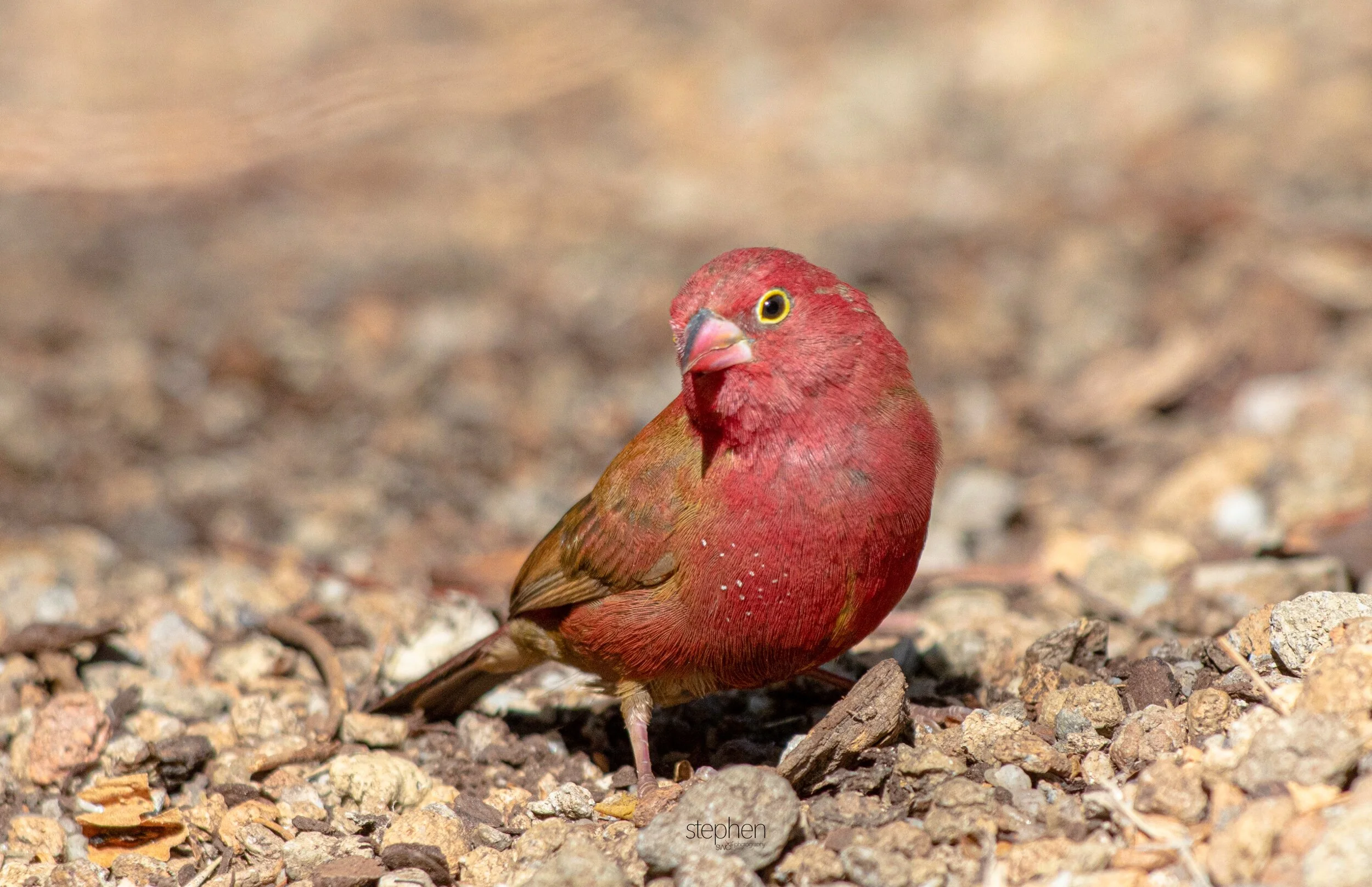 Red-billed Firefinch3 - Cleveland Botanical Garden.jpeg