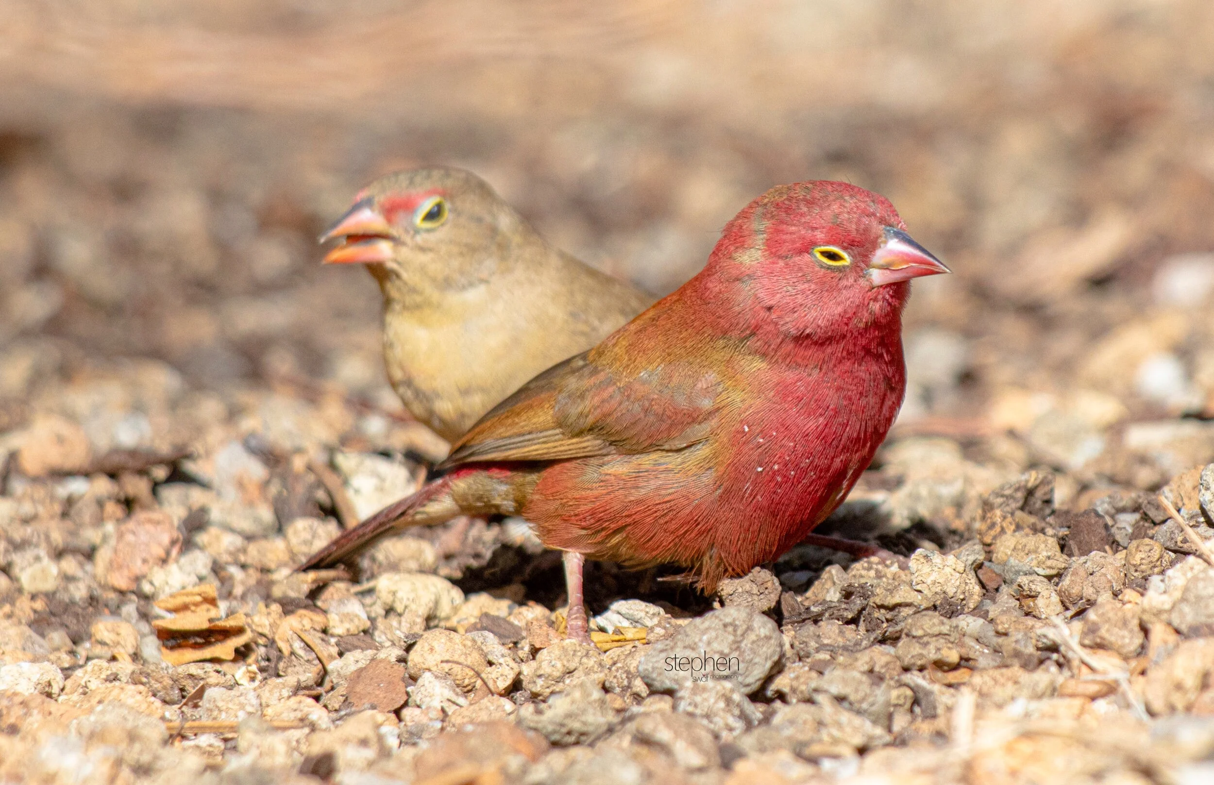 Red-billed Firefinch11 - Cleveland Botanical Garden.jpeg