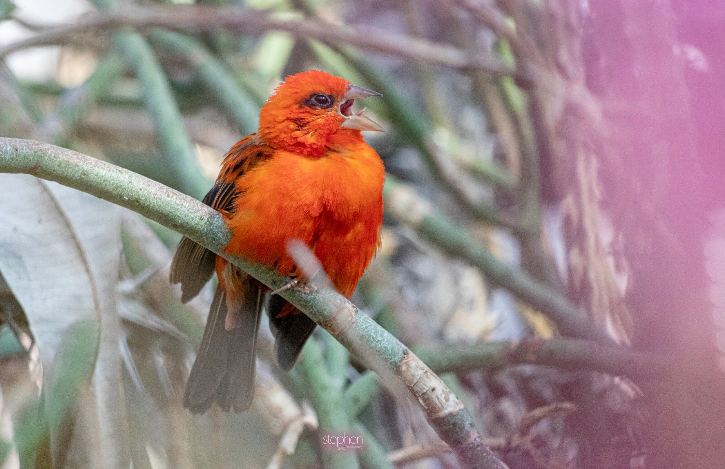 Red Fody4 - Cleveland Botanical Garden.jpeg