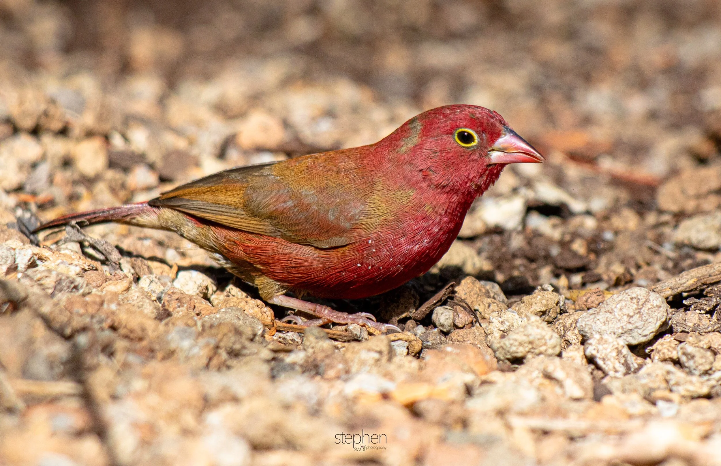 Red-billed Firefinch - Cleveland Botanical Garden.jpeg