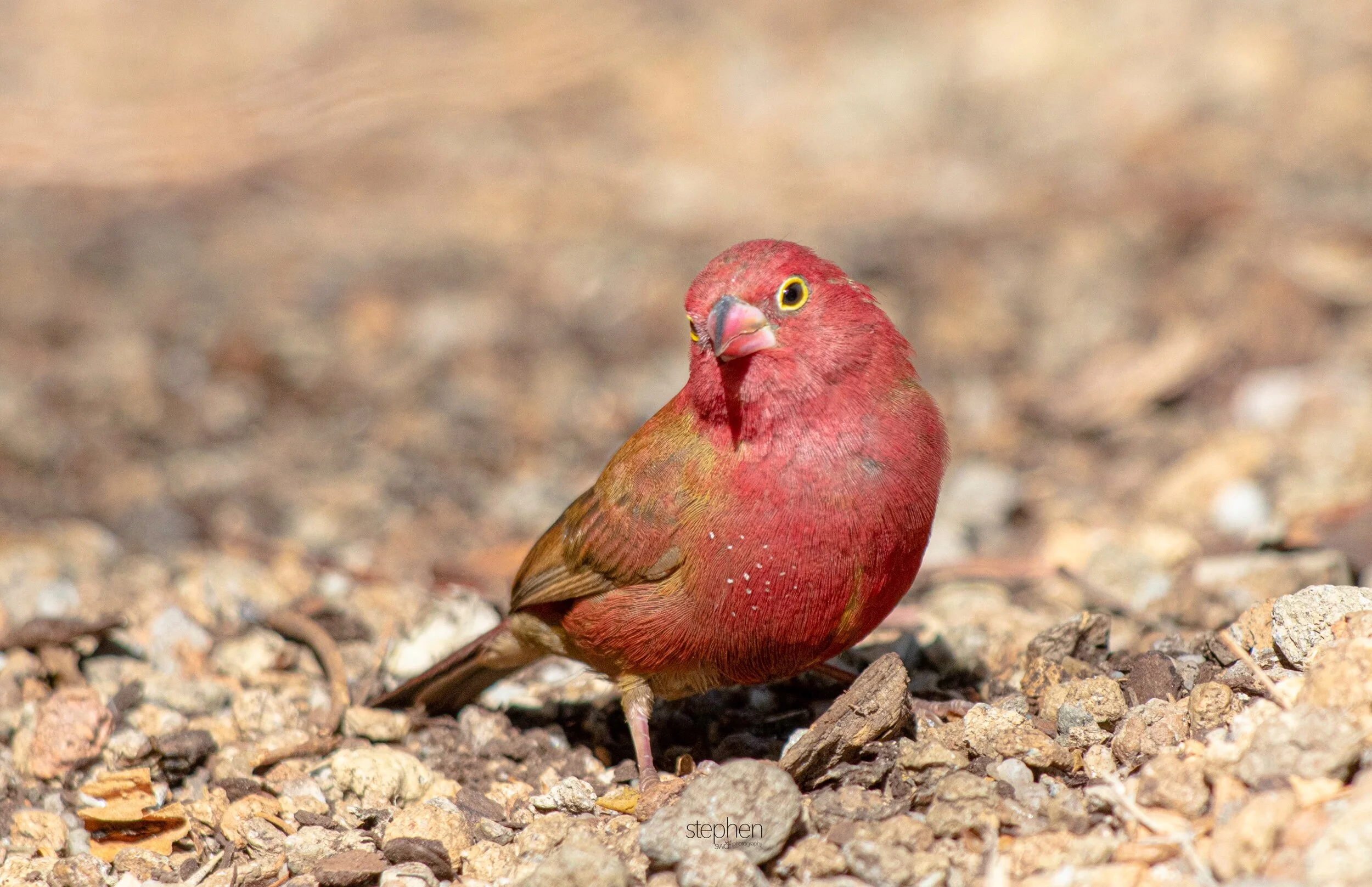 Red-billed Firefinch2 - Cleveland Botanical Garden.jpeg