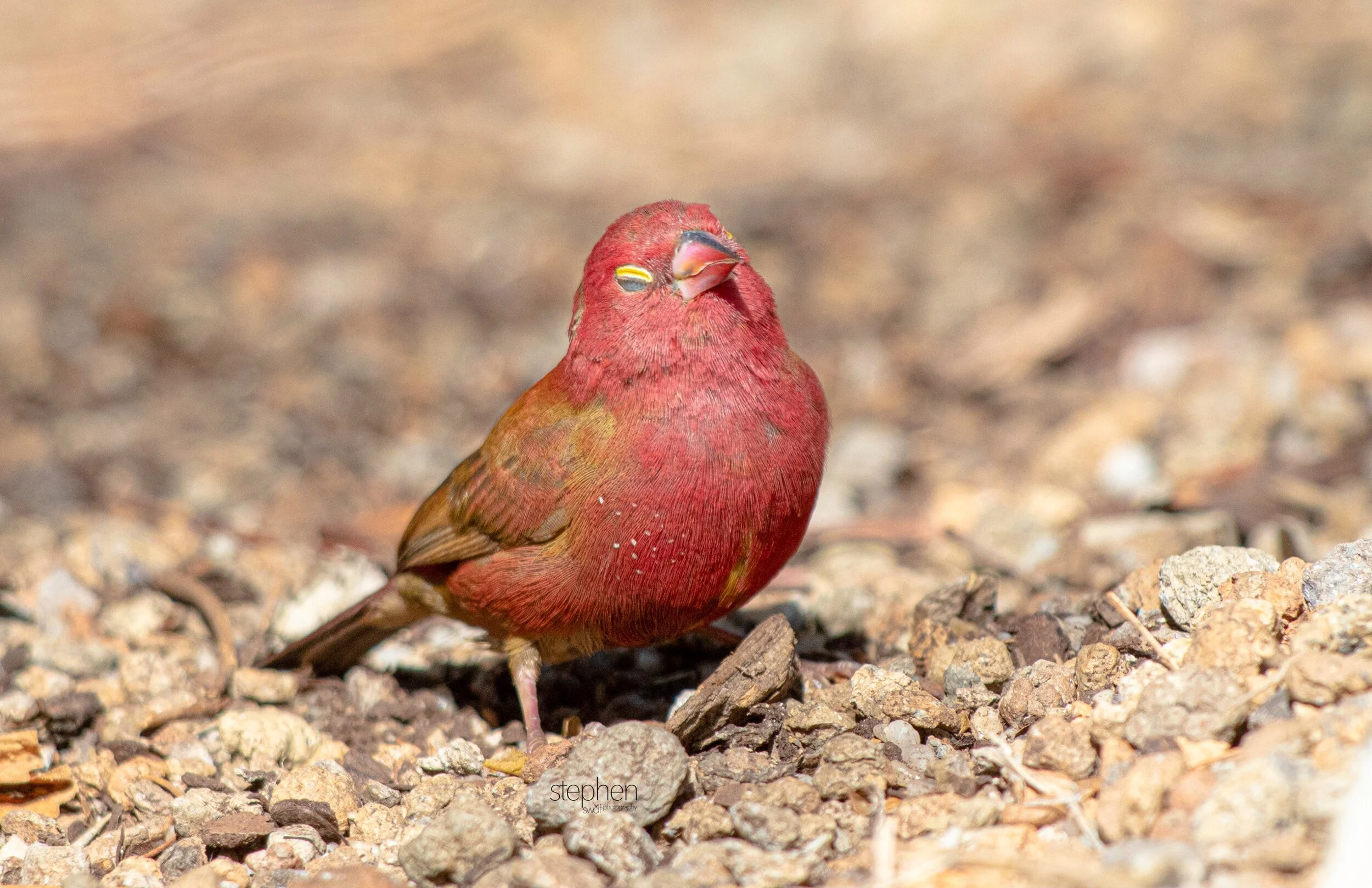 Red-billed Firefinch6 - Cleveland Botanical Garden.jpeg