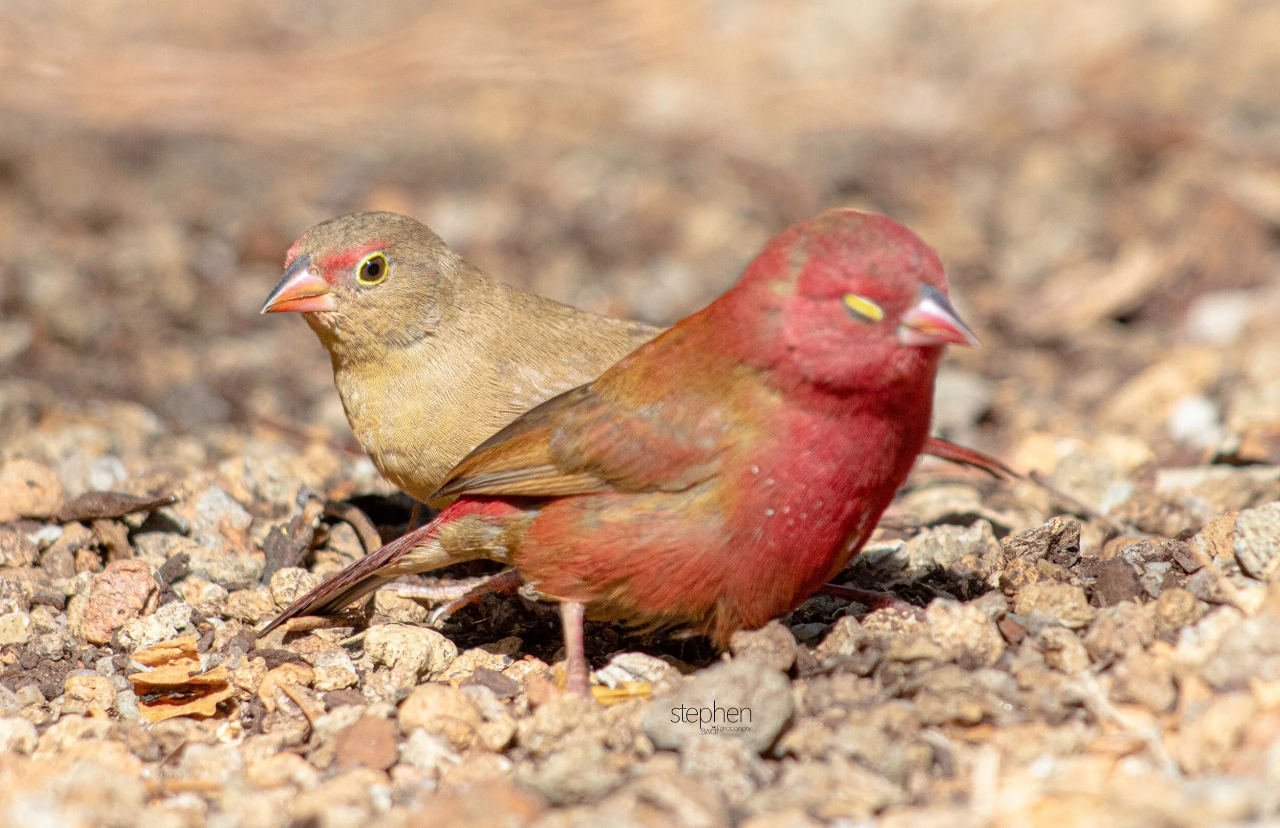 Red-billed Firefinch8 - Cleveland Botanical Garden.jpeg