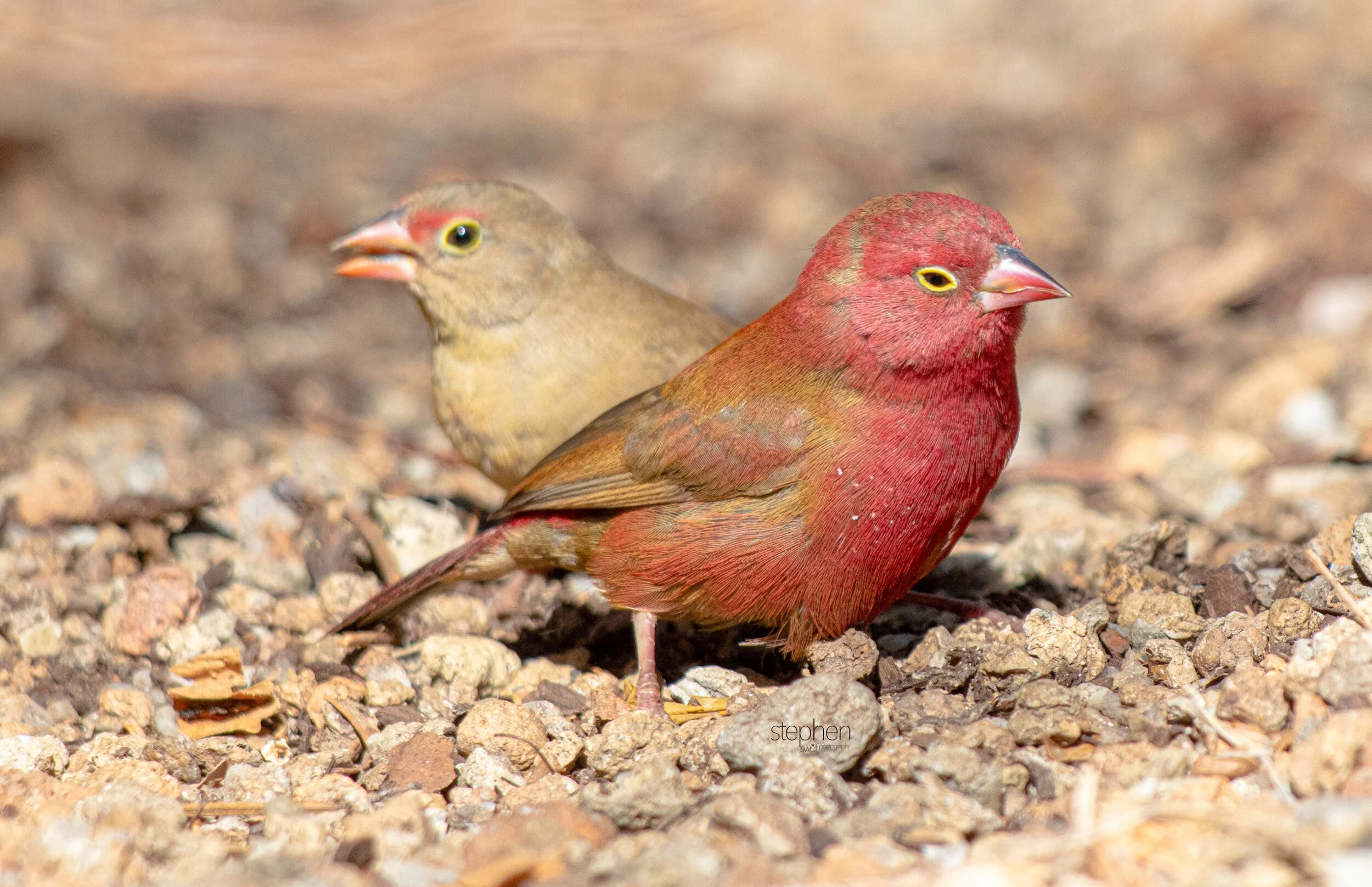 Red-billed Firefinch10 - Cleveland Botanical Garden.jpeg