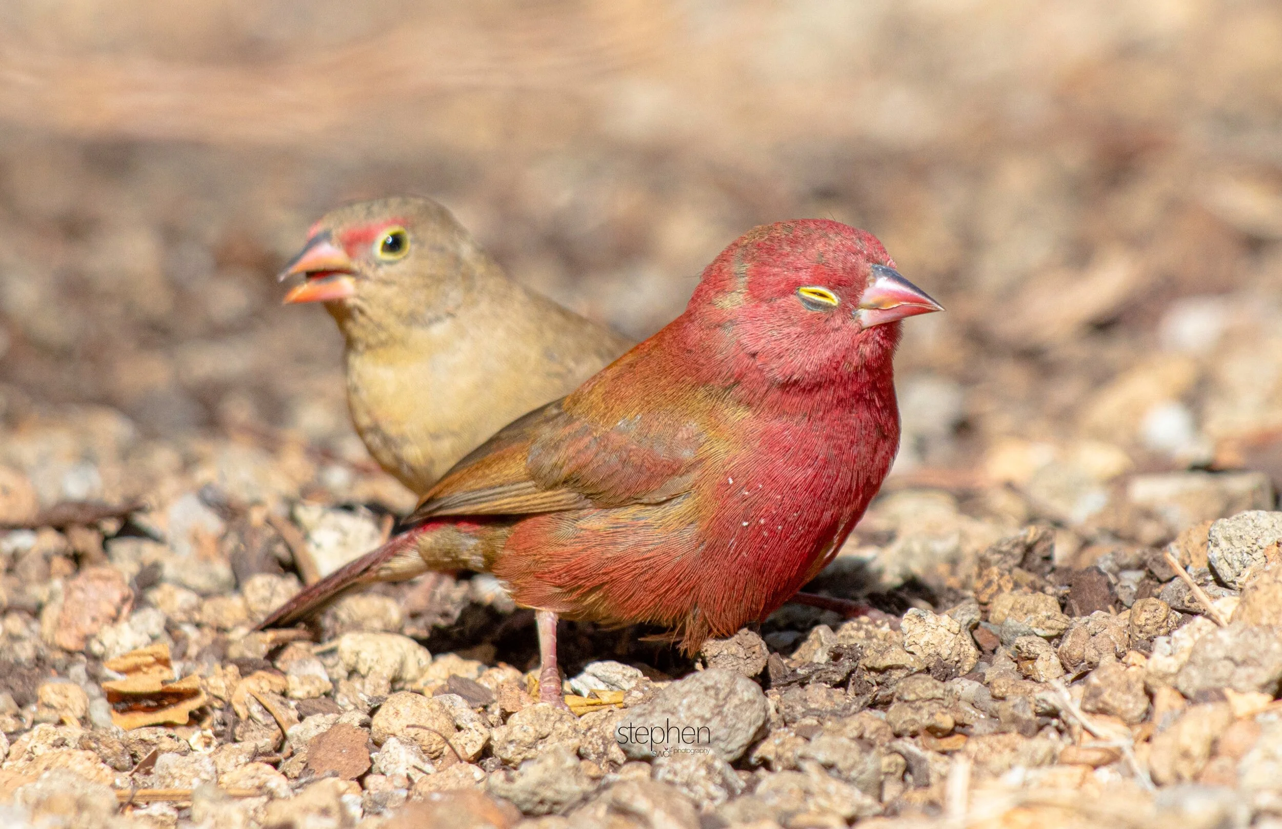 Red-billed Firefinch12 - Cleveland Botanical Garden.jpeg