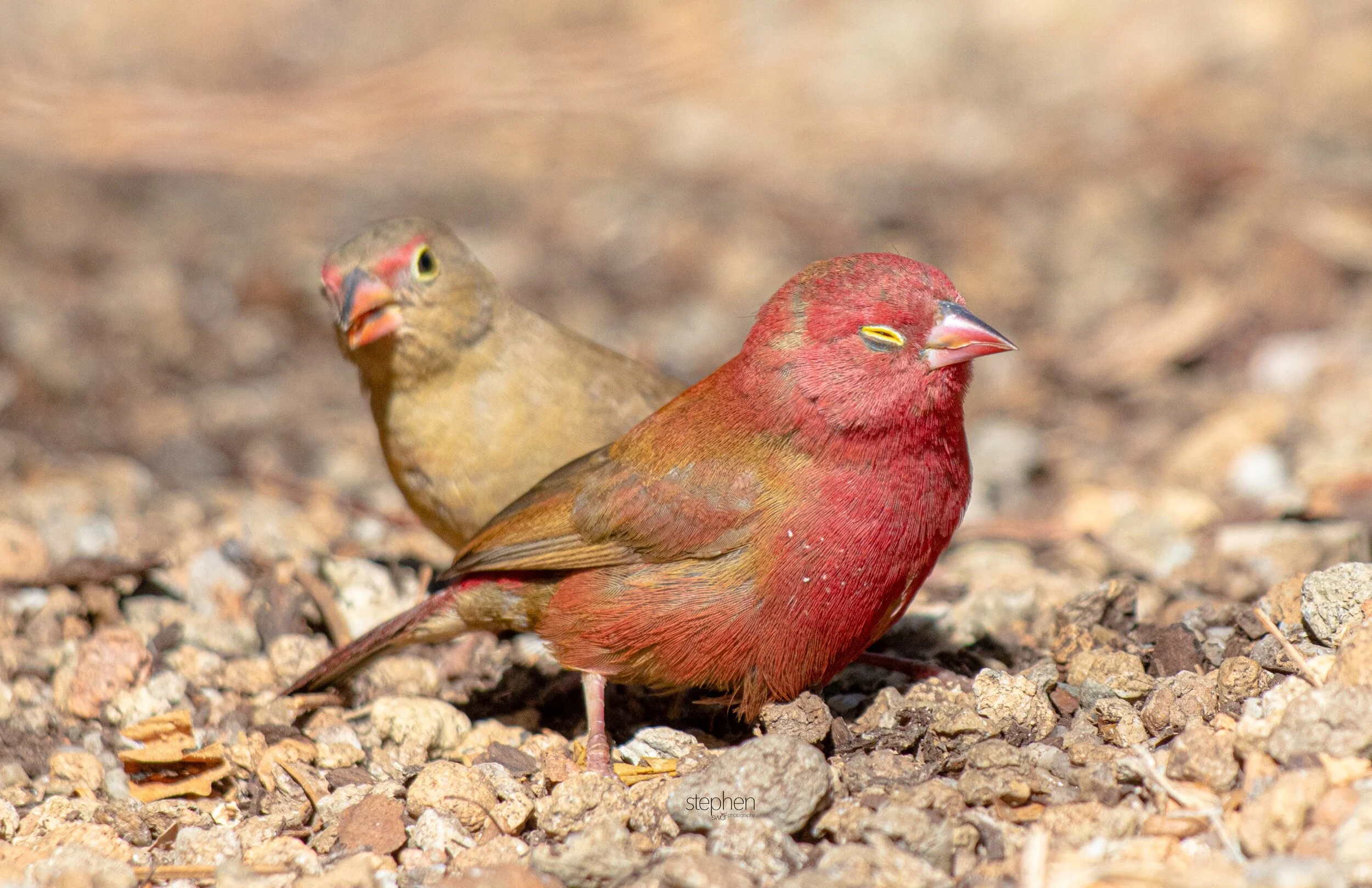 Red-billed Firefinch13 - Cleveland Botanical Garden.jpeg