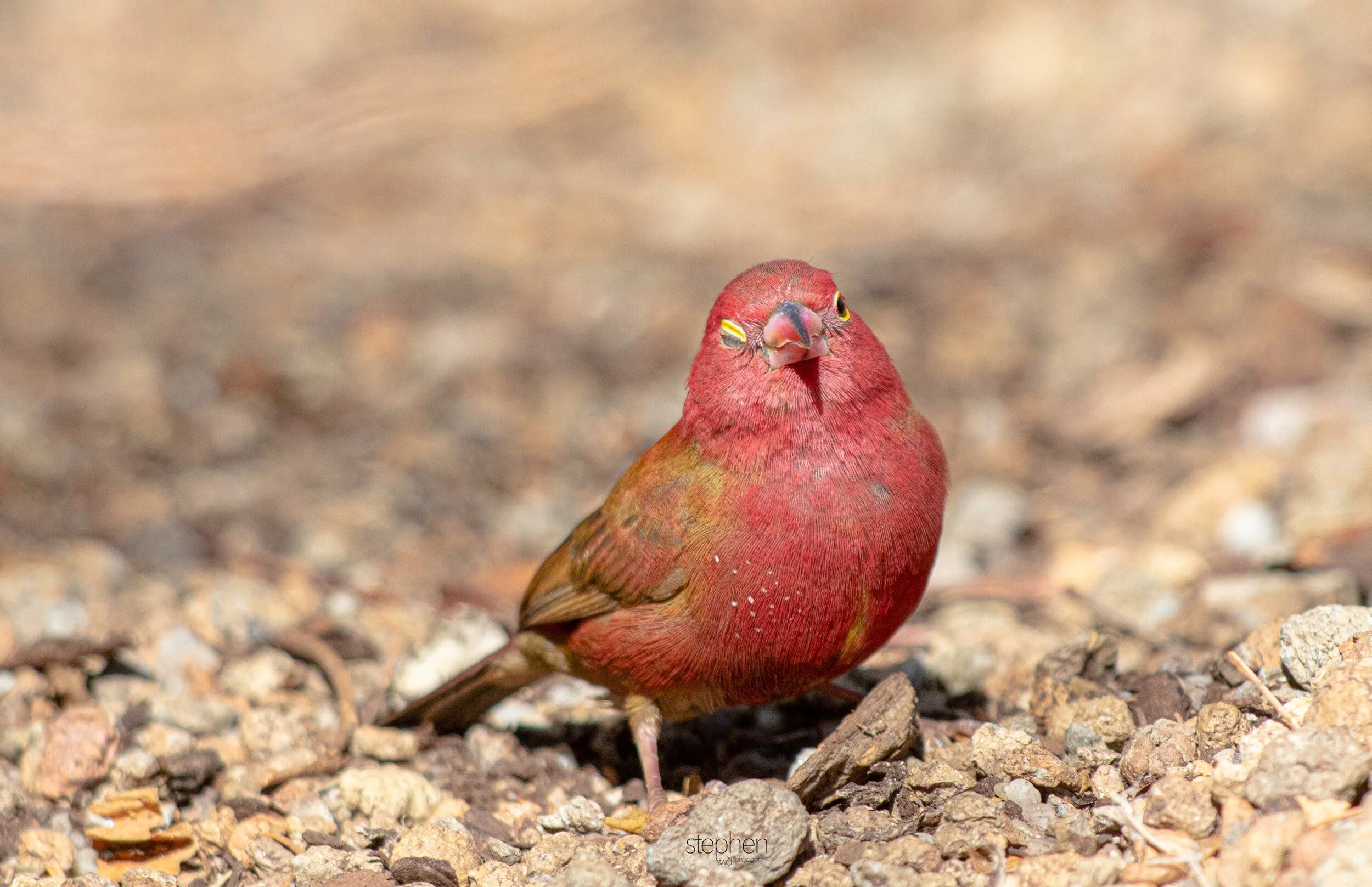 Red-billed Firefinch4 - Cleveland Botanical Garden.jpeg
