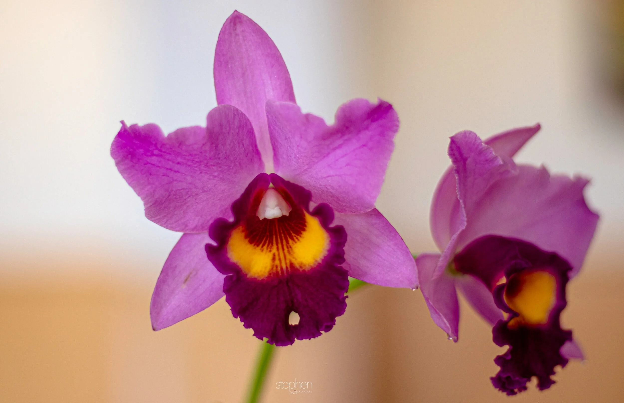 Orchids26 - Cleveland Botanical Garden.jpeg