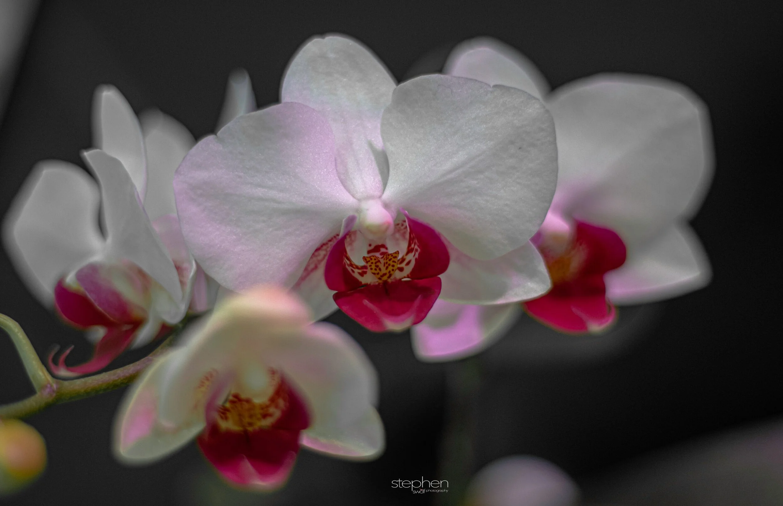 Orchids17 - Cleveland Botanical Garden.jpeg