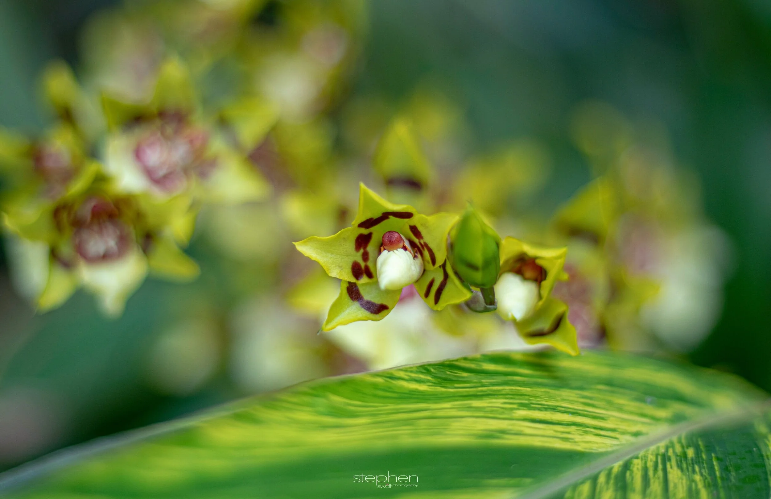 Orchids36 - Cleveland Botanical Garden.jpeg