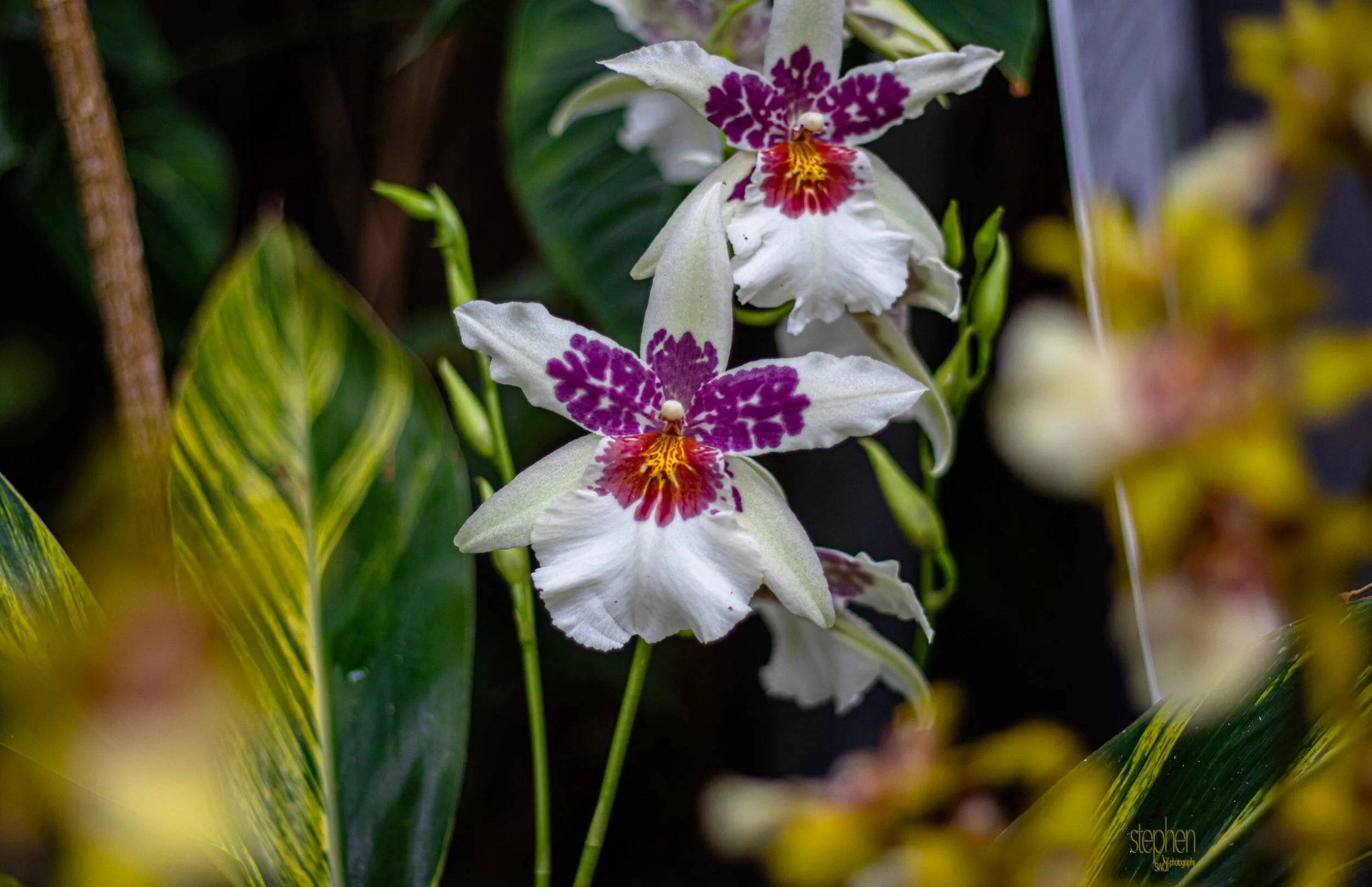 Orchids38 - Cleveland Botanical Garden.jpeg