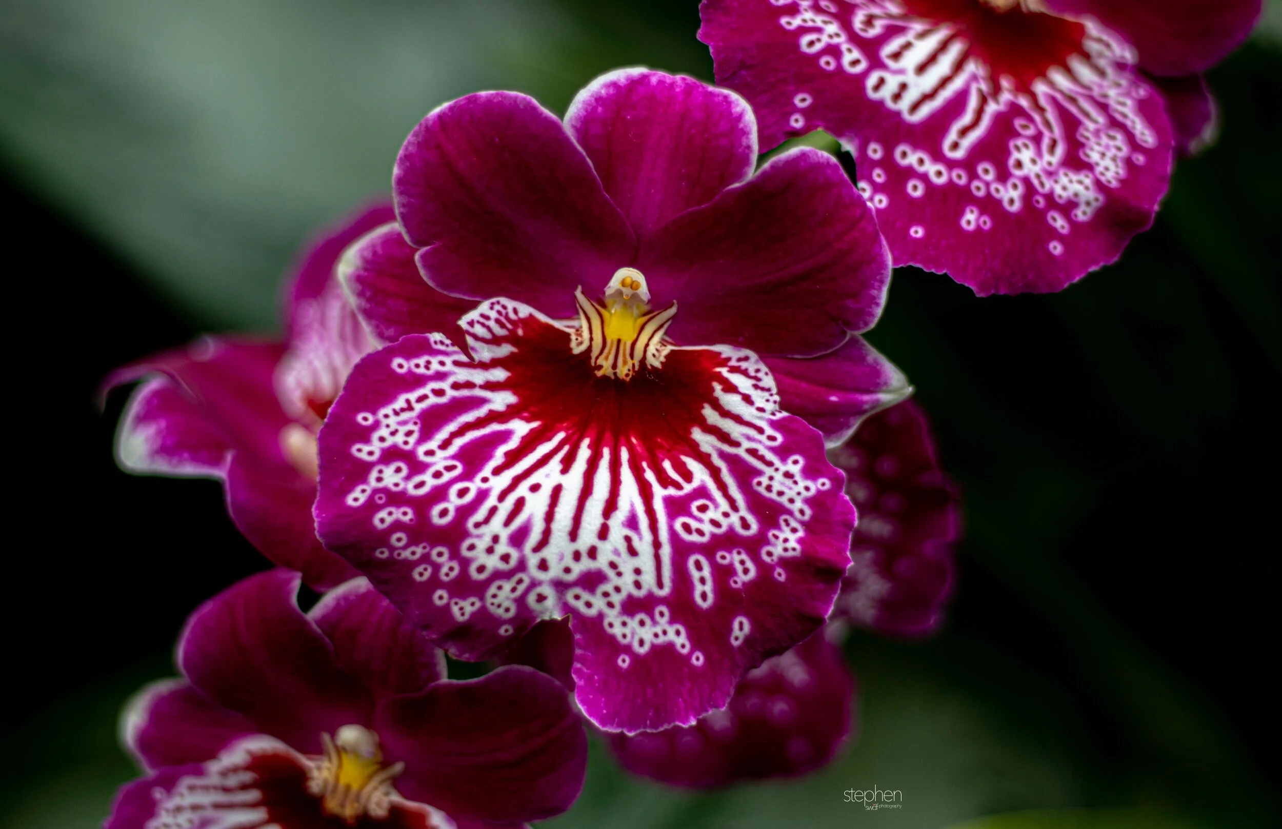 Orchids39 - Cleveland Botanical Garden.jpeg