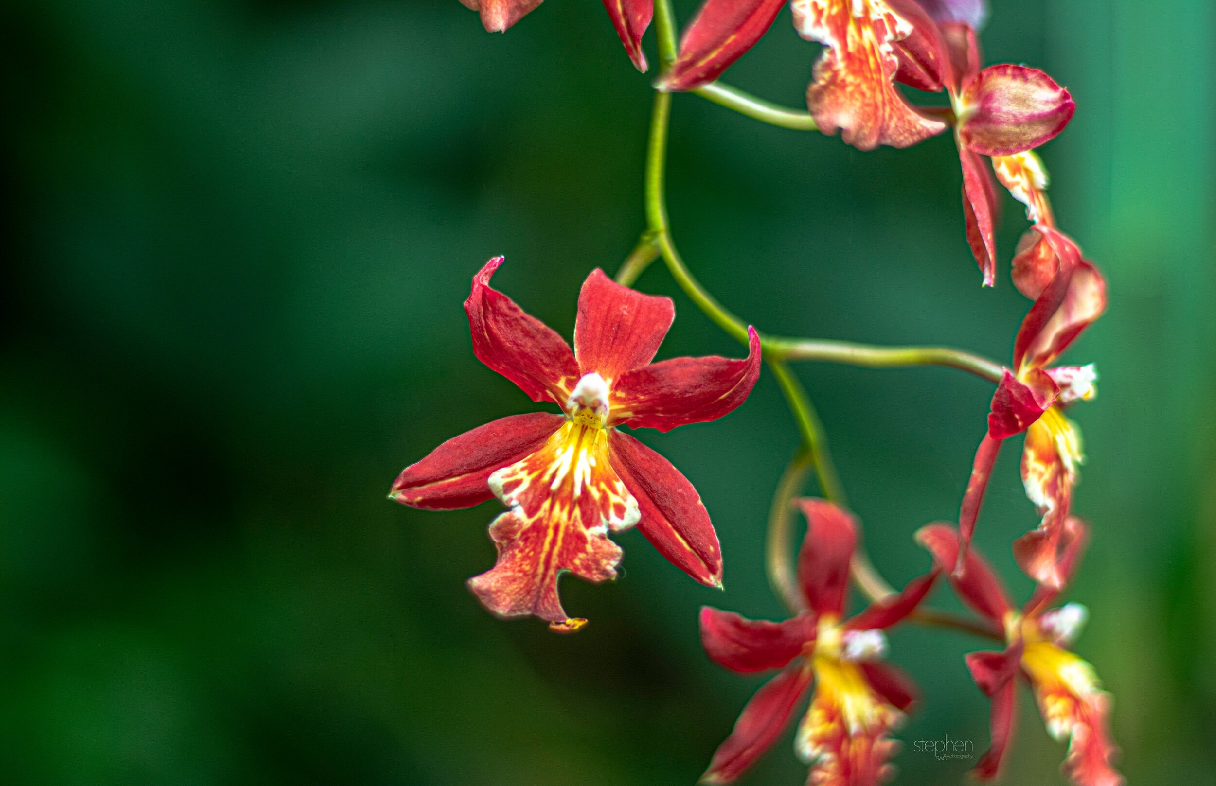 Orchids29 - Cleveland Botanical Garden.jpeg
