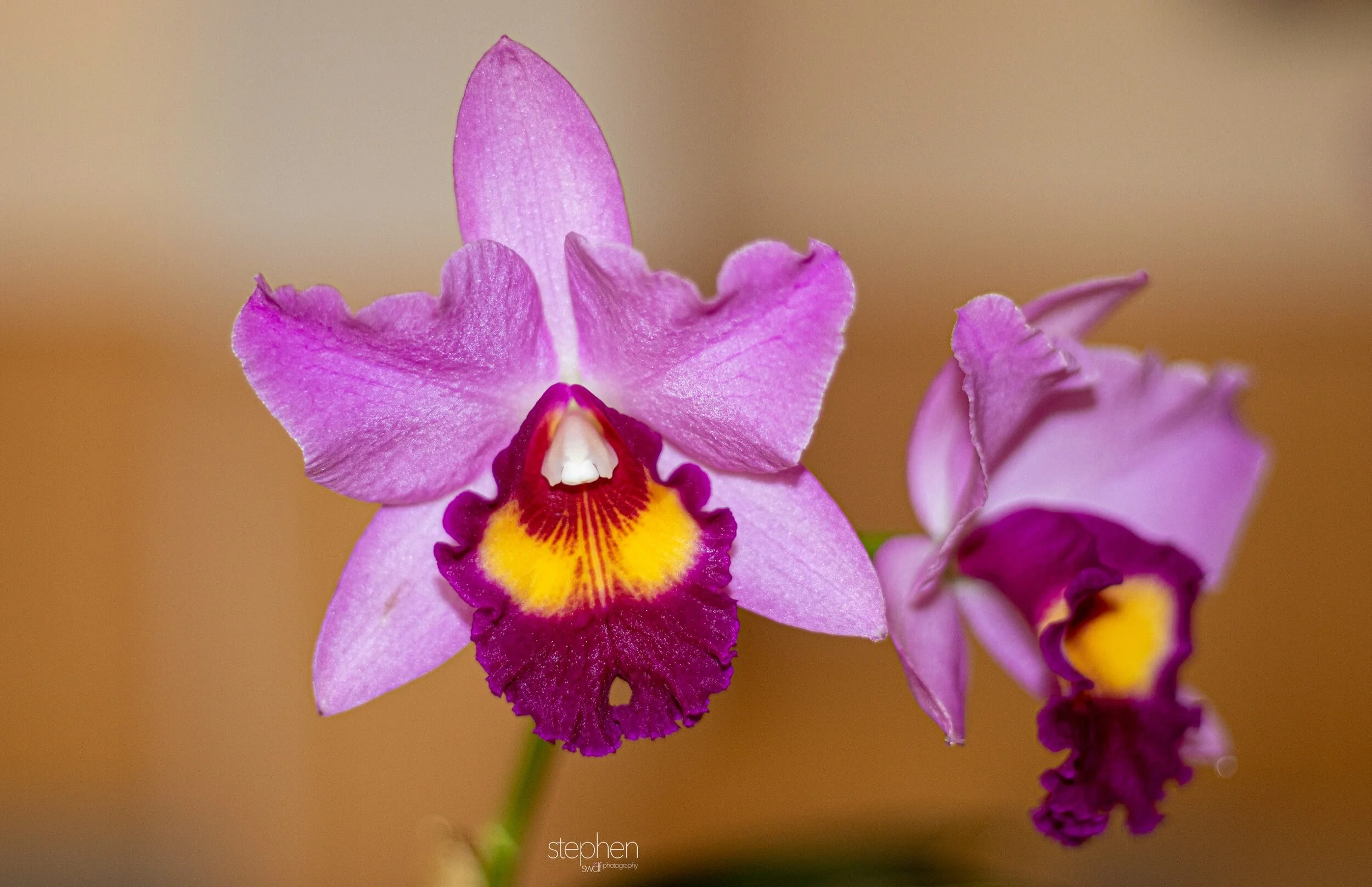 Orchids27 - Cleveland Botanical Garden.jpeg