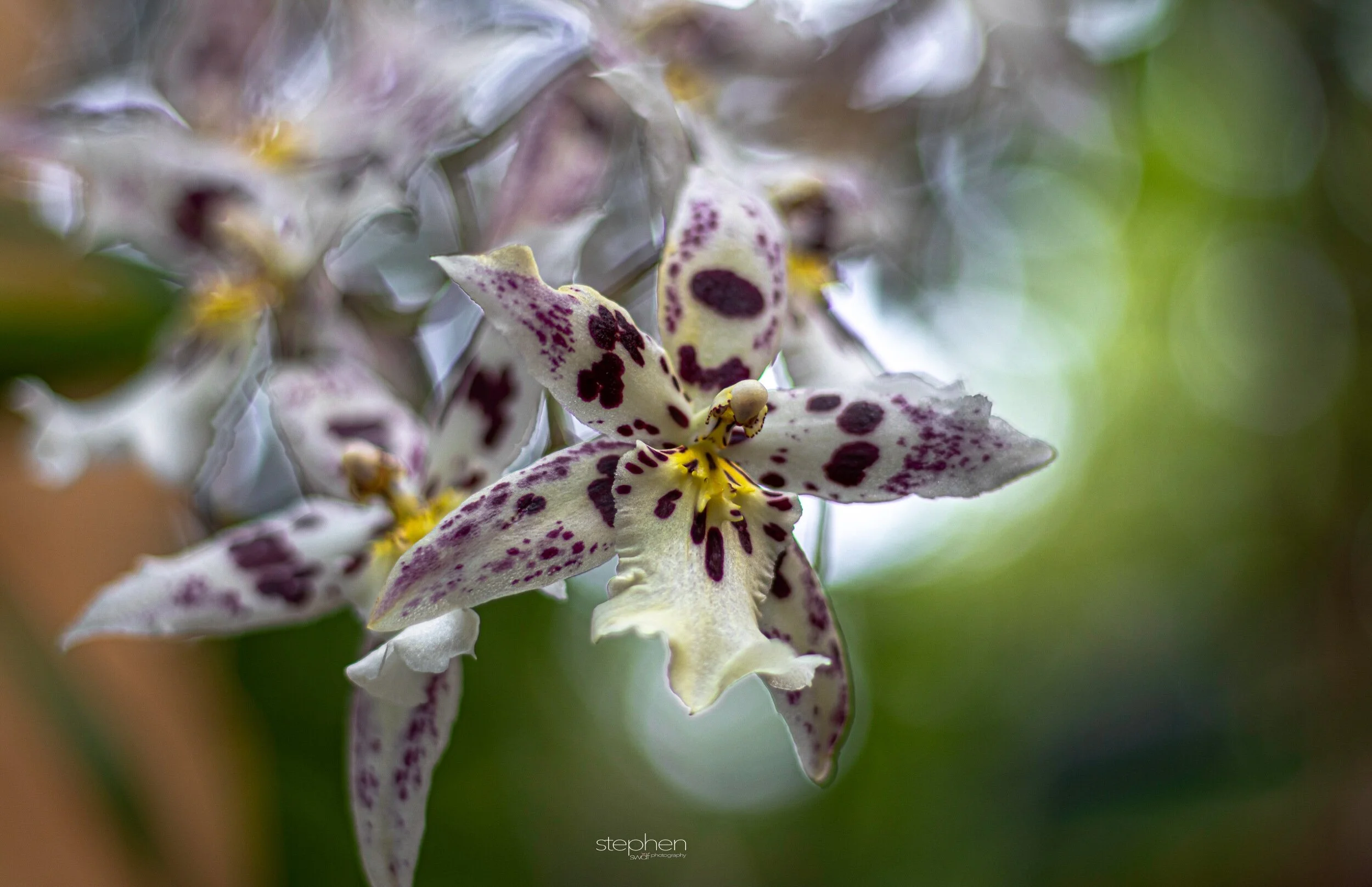 Orchids31 - Cleveland Botanical Garden.jpeg