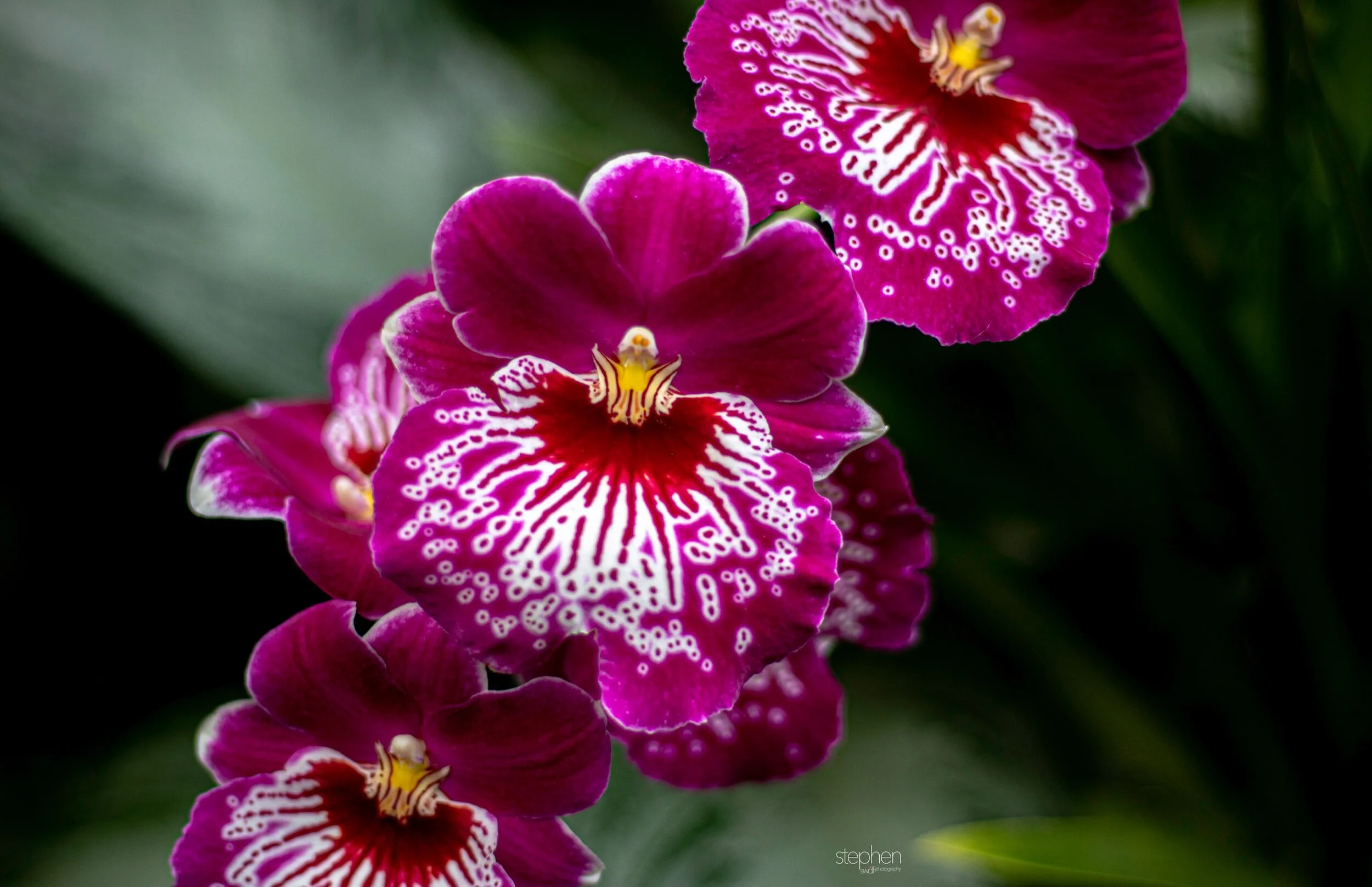 Orchids40 - Cleveland Botanical Garden.jpeg