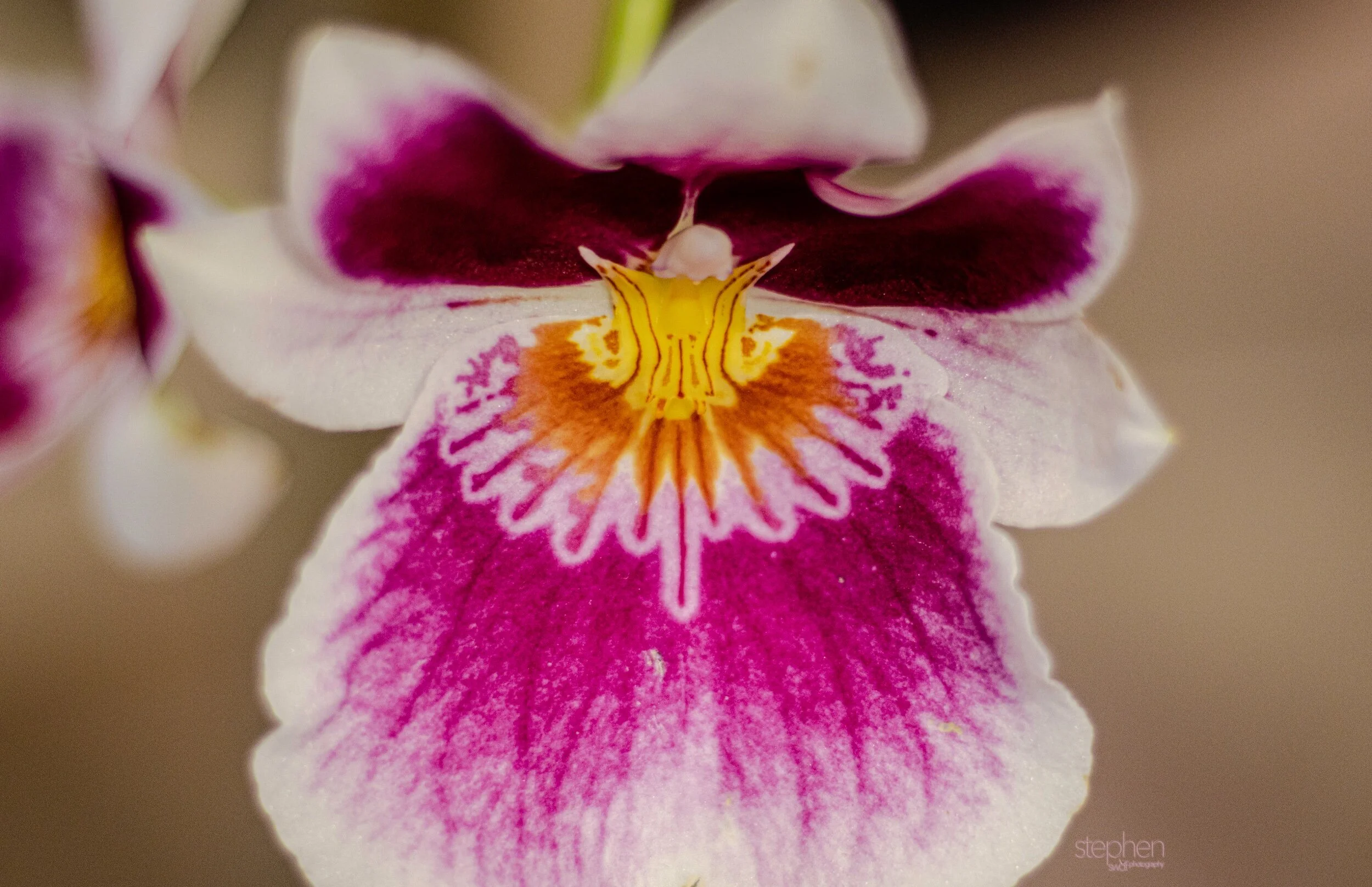 Orchids19 - Cleveland Botanical Garden.jpeg