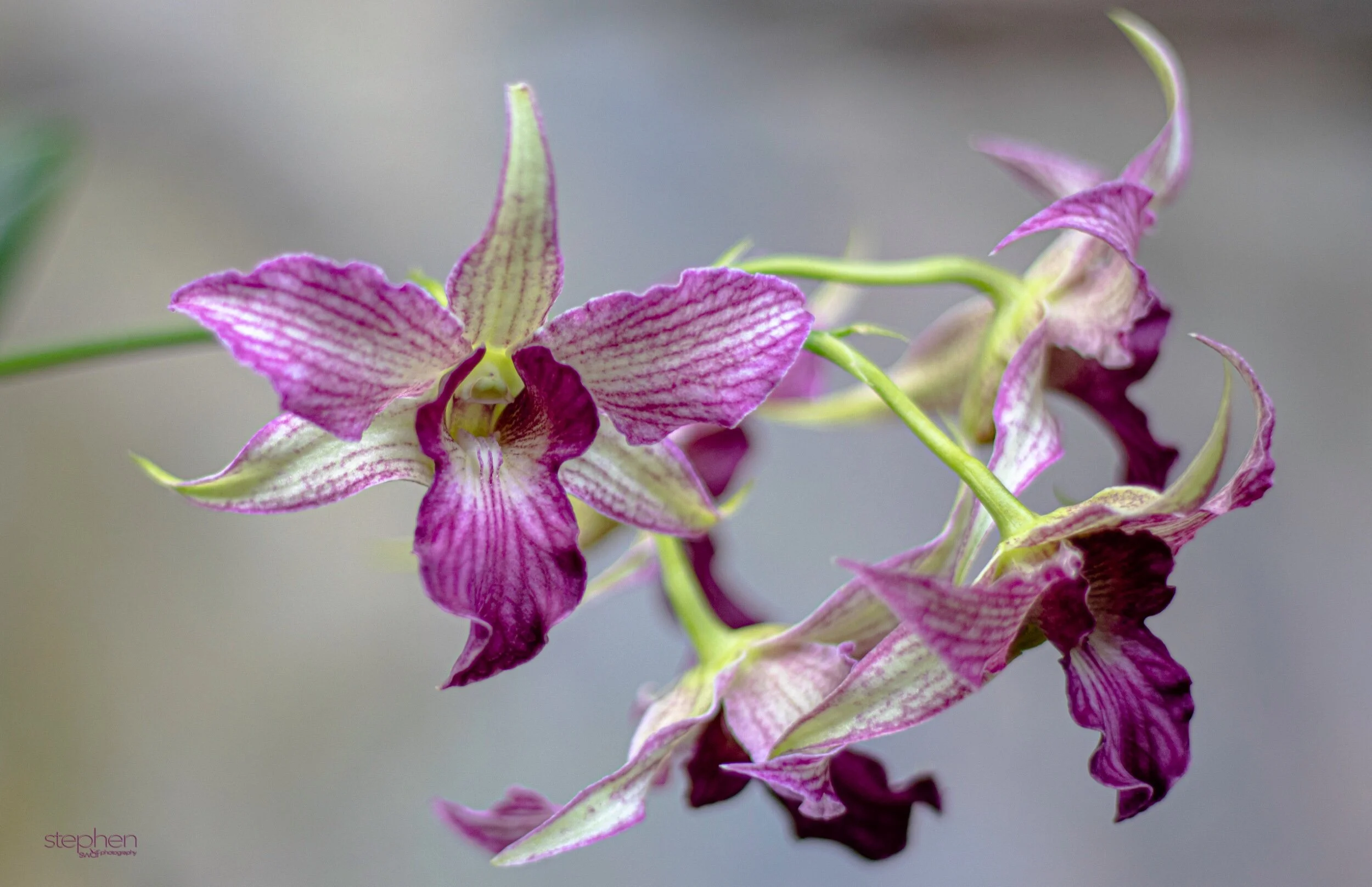 Orchids42 - Cleveland Botanical Garden.jpeg
