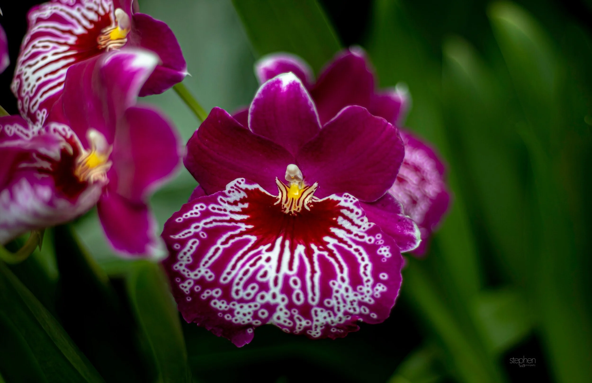 Orchids41 - Cleveland Botanical Garden.jpeg