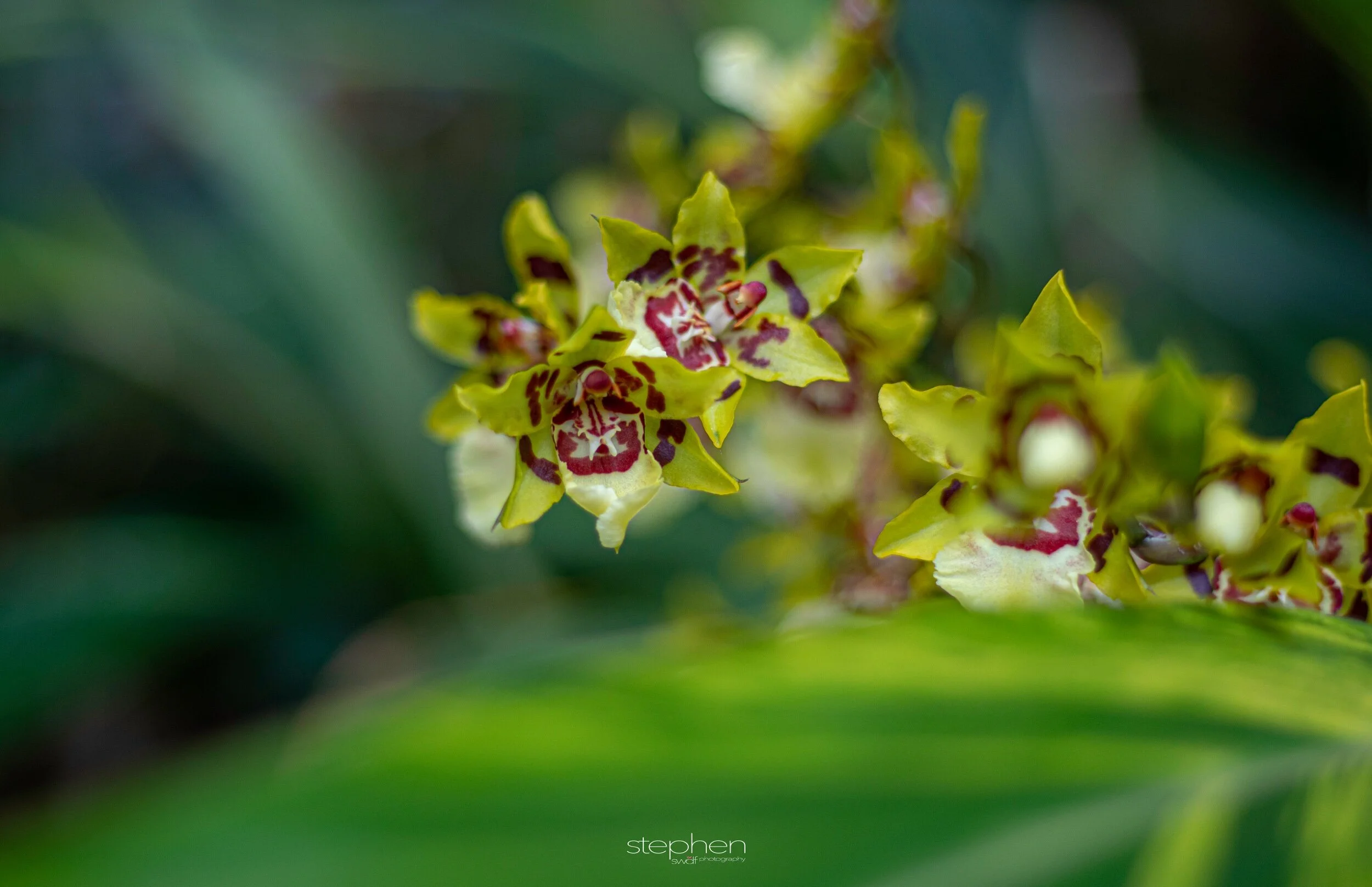 Orchids37 - Cleveland Botanical Garden.jpeg